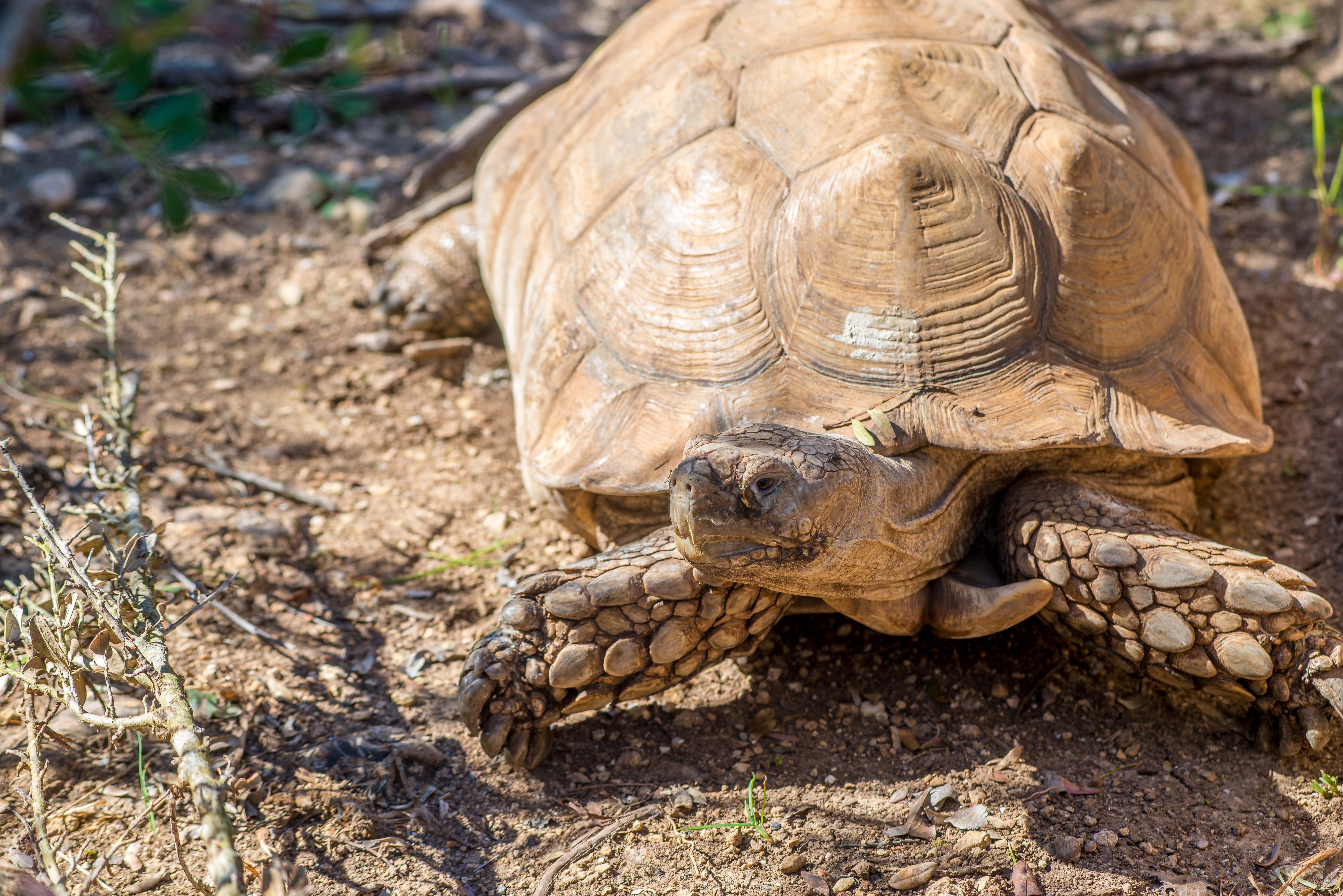Tortues Village des Tortues Carnoules Paca Icietlabas Blog