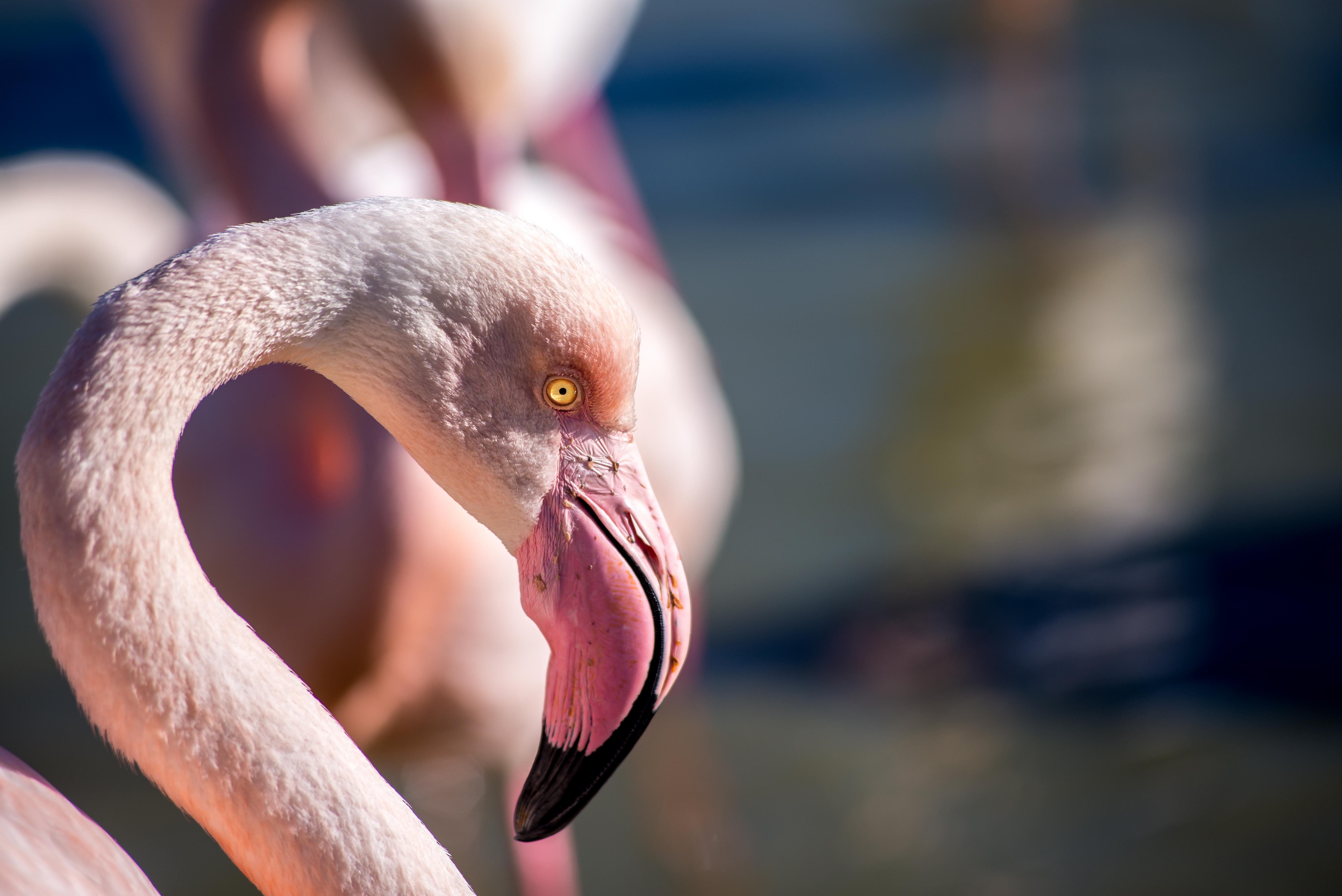 camargue lubéron virée en voiture une semaine france blogvoyage icietlabas