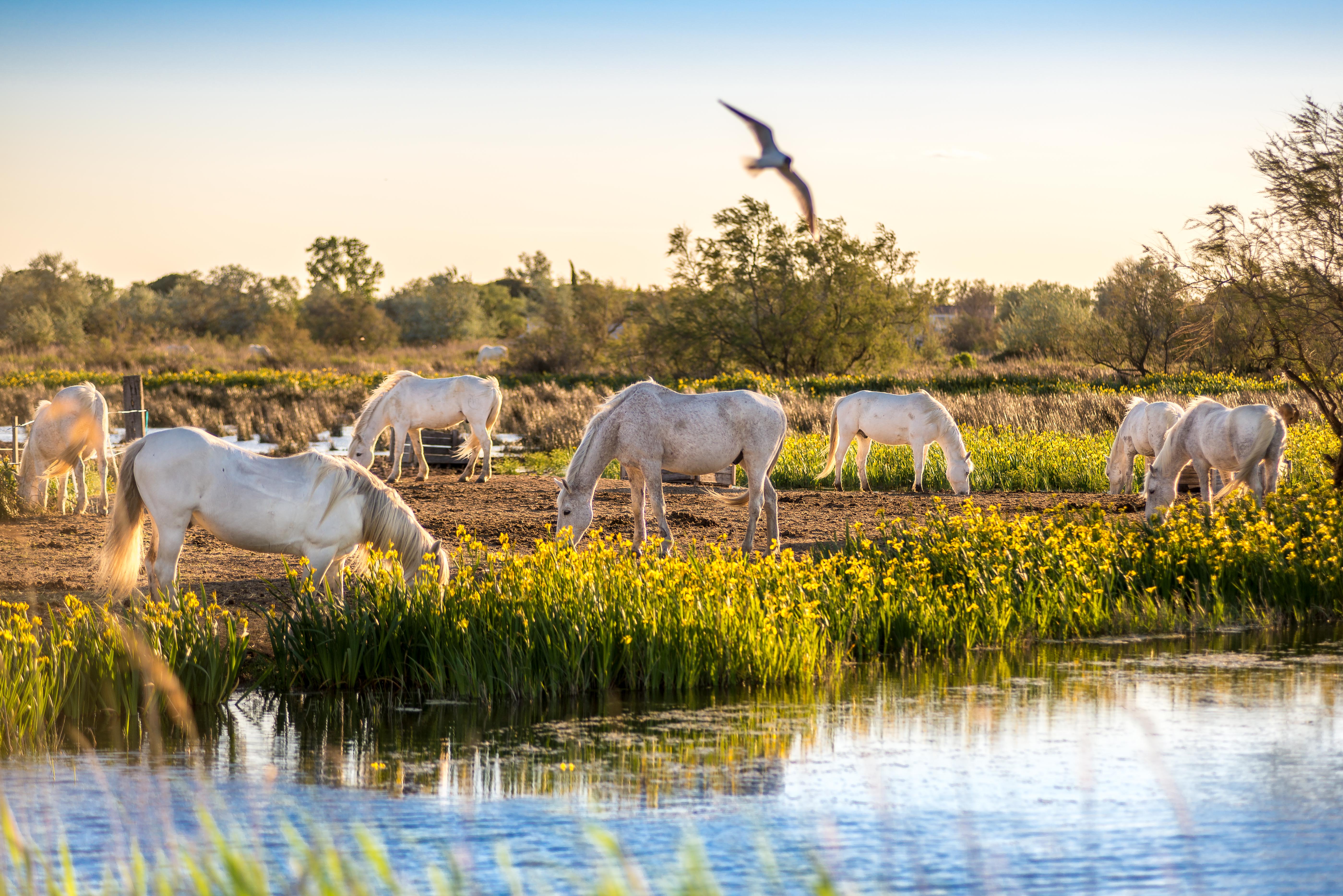 camargue lubéron virée en voiture une semaine france blogvoyage icietlabas