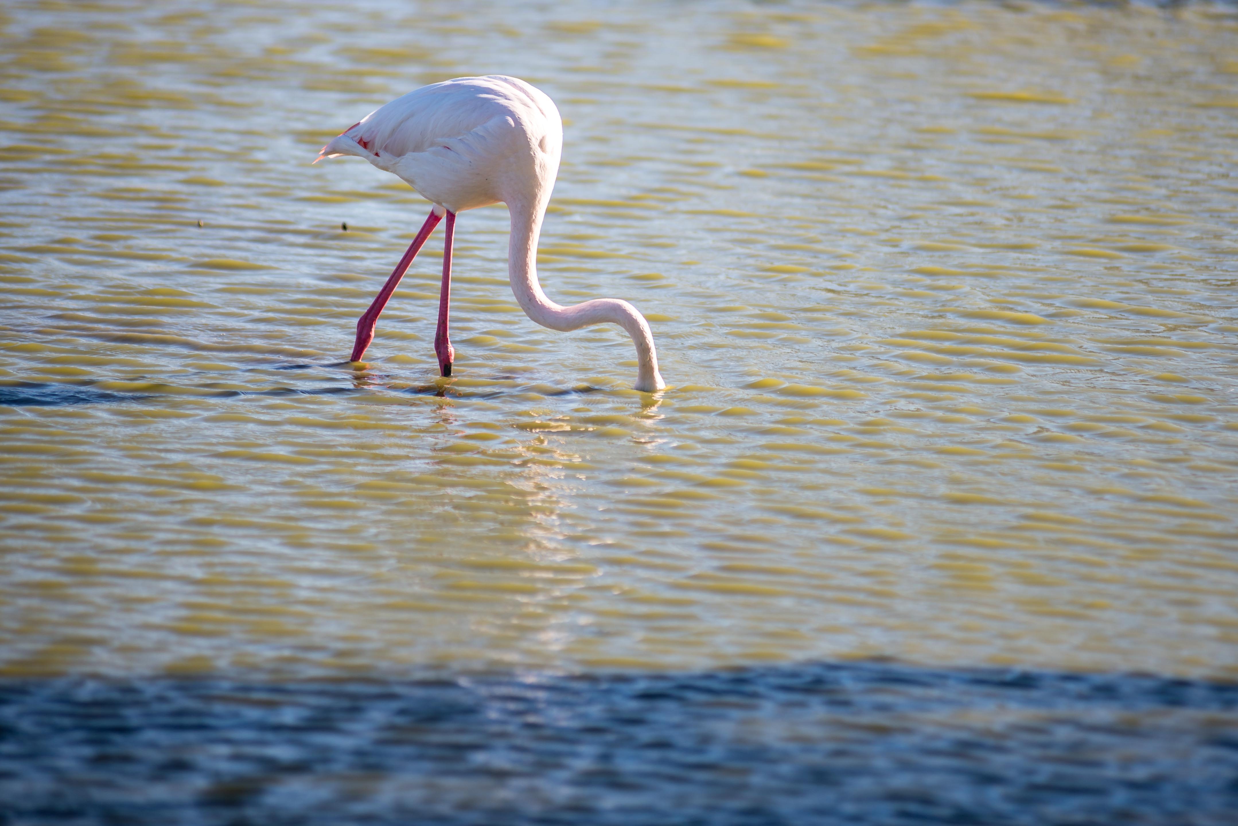 Aigues-Mortres Parc Ornithologique Camargue Provence blog voyage icietlabas