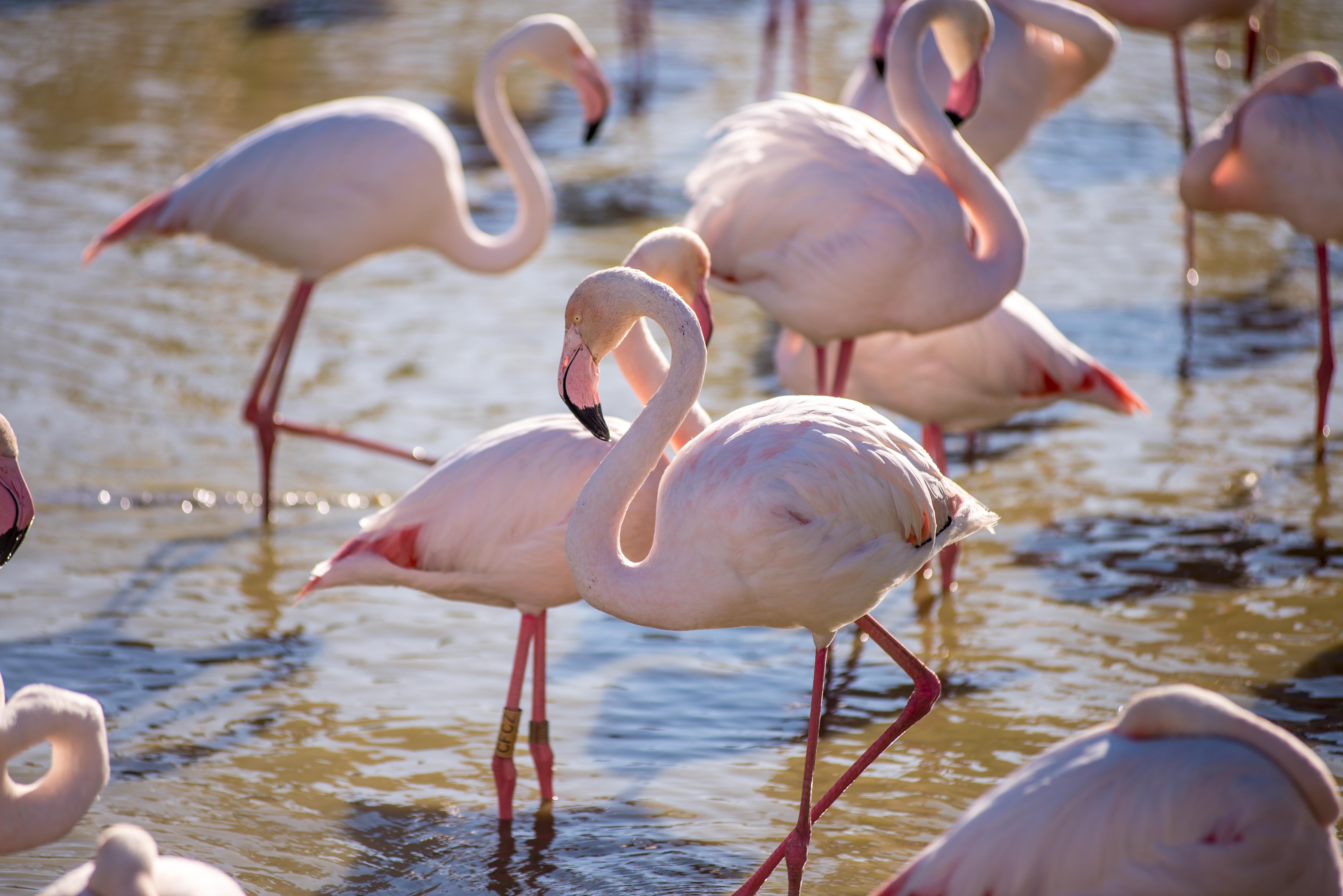 Aigues-Mortres Parc Ornithologique Camargue Provence blog voyage icietlabas