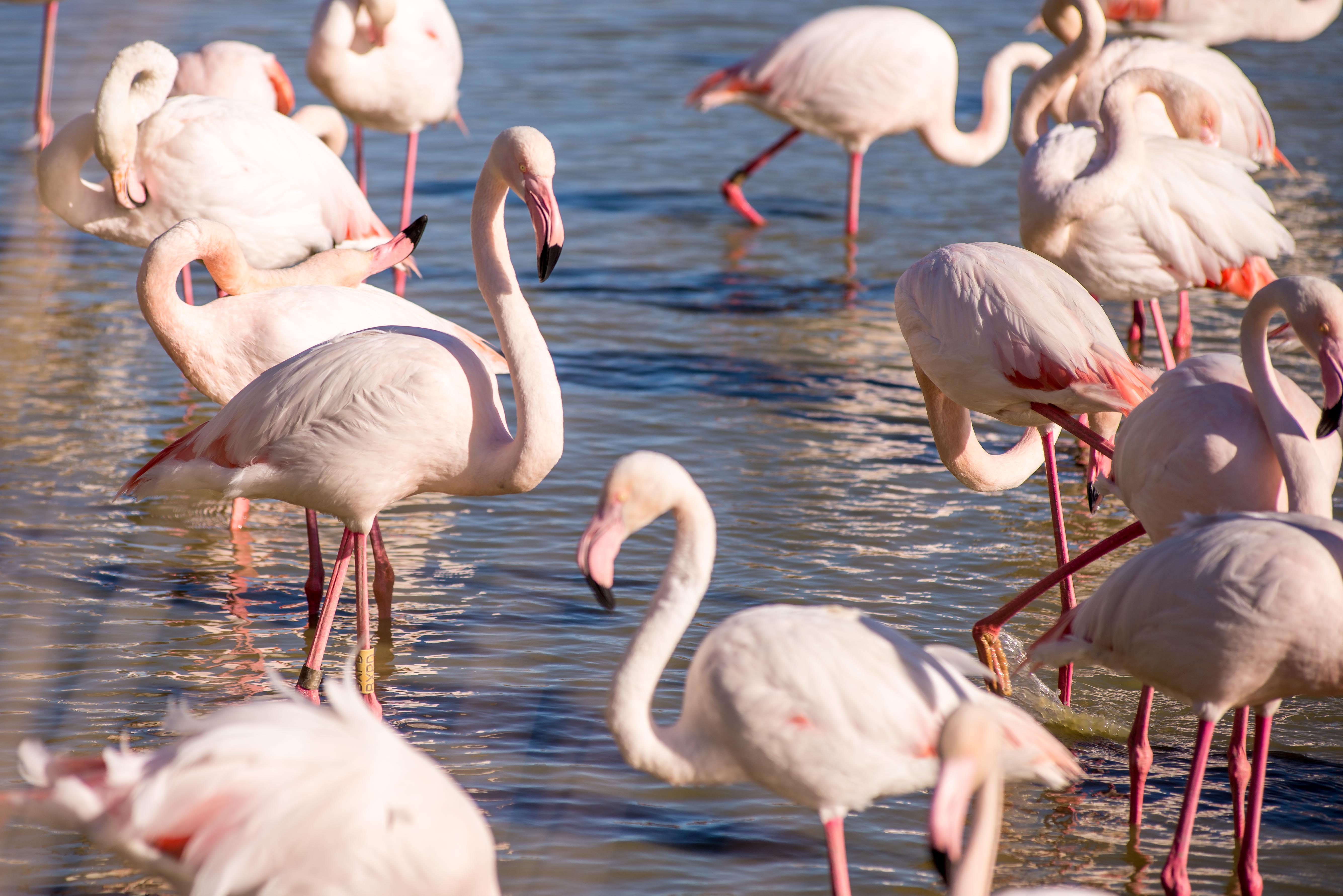 Aigues-Mortres Parc Ornithologique Camargue Provence blog voyage icietlabas