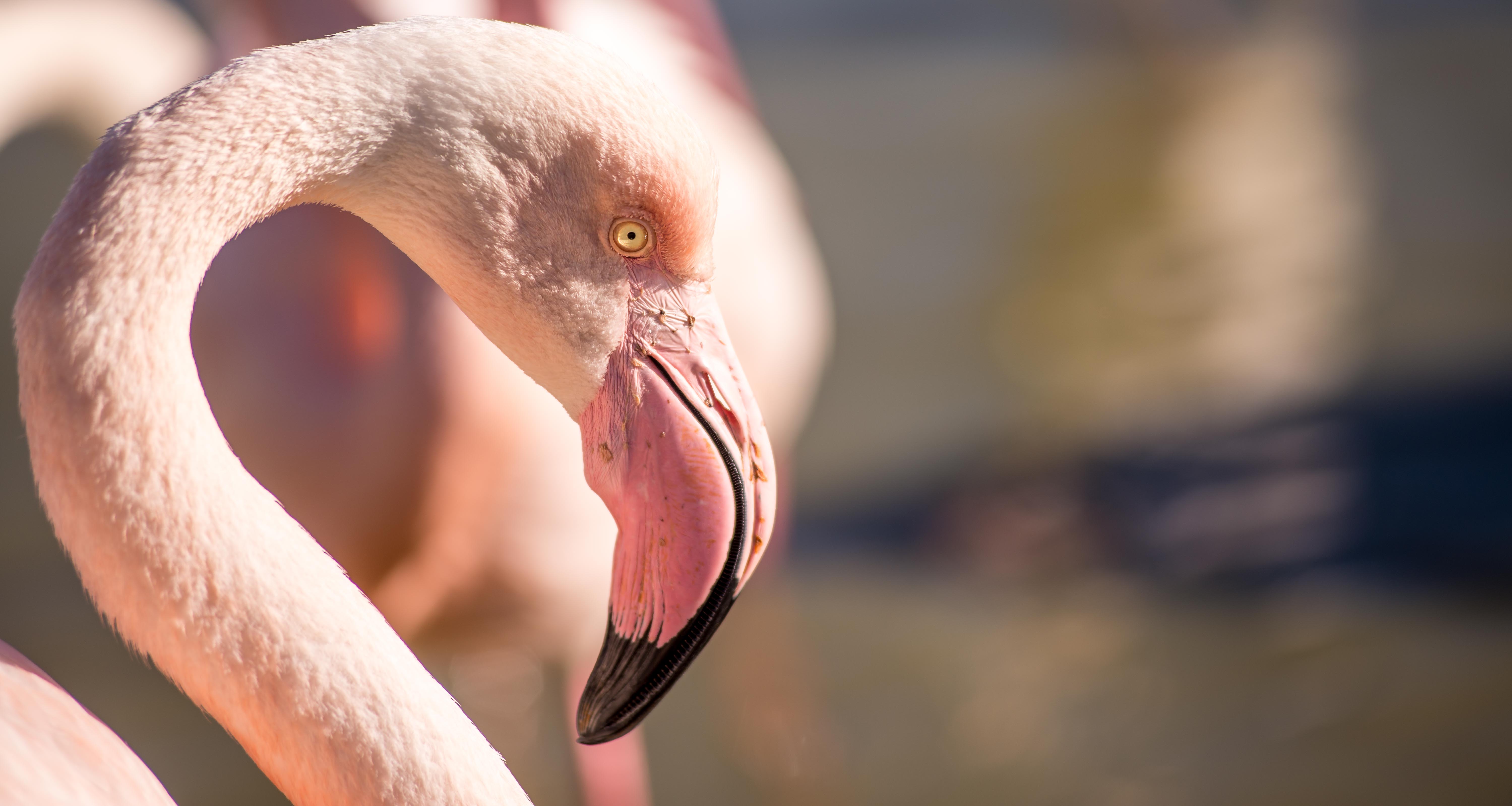 Aigues-Mortres Parc Ornithologique Camargue Provence blog voyage icietlabas