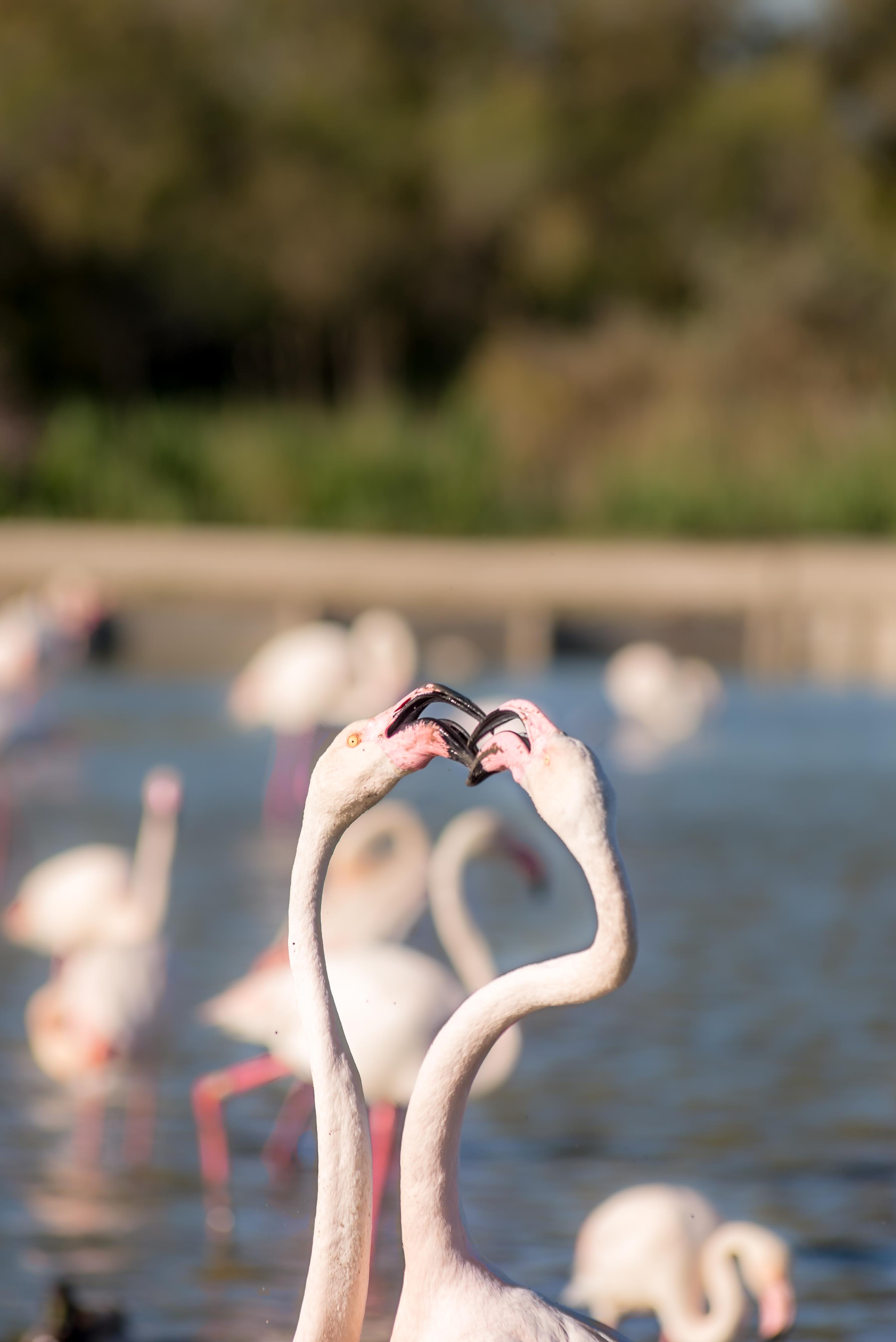 Aigues-Mortres Parc Ornithologique Camargue Provence blog voyage icietlabas