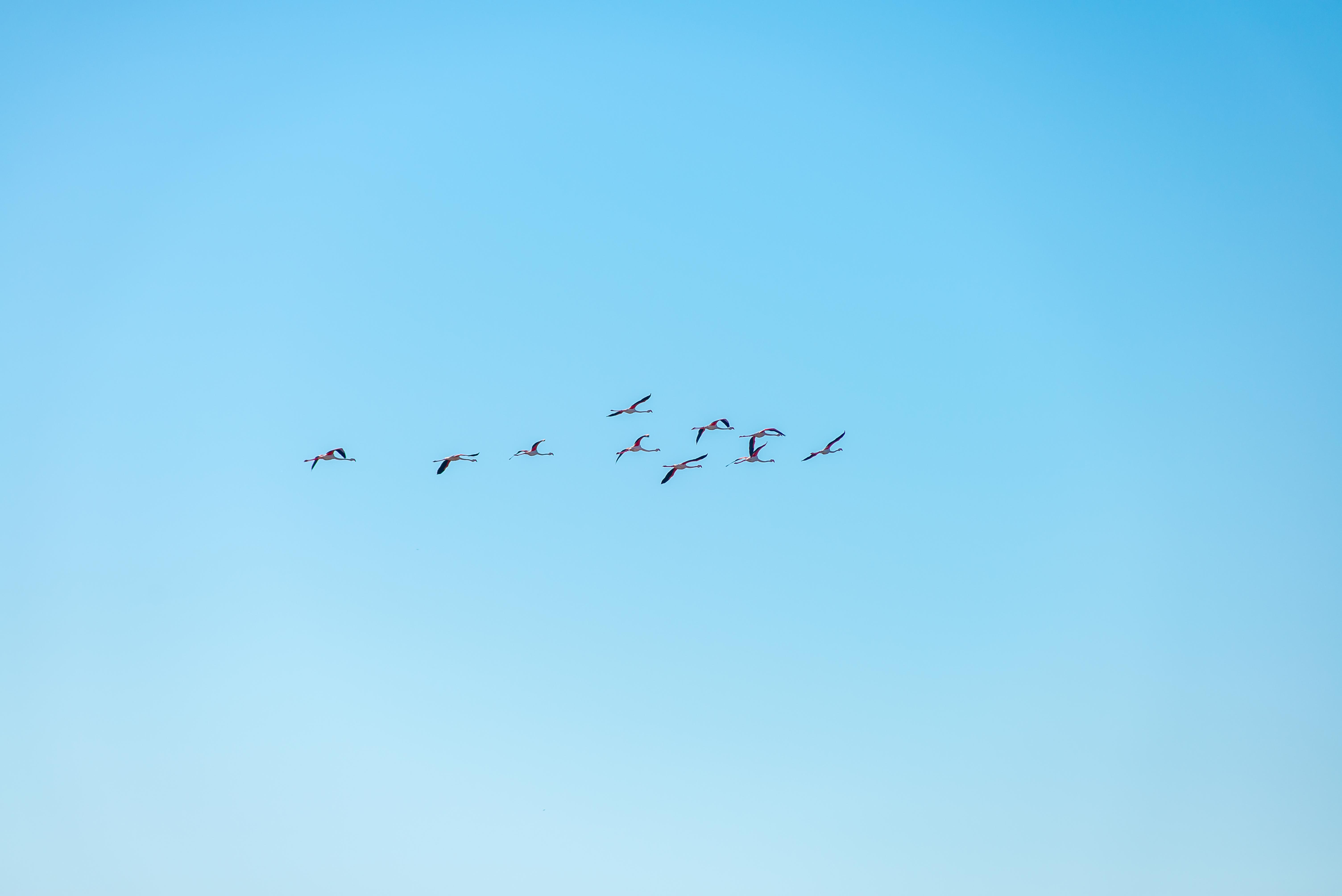 Aigues-Mortres Parc Ornithologique Camargue Provence blog voyage icietlabas
