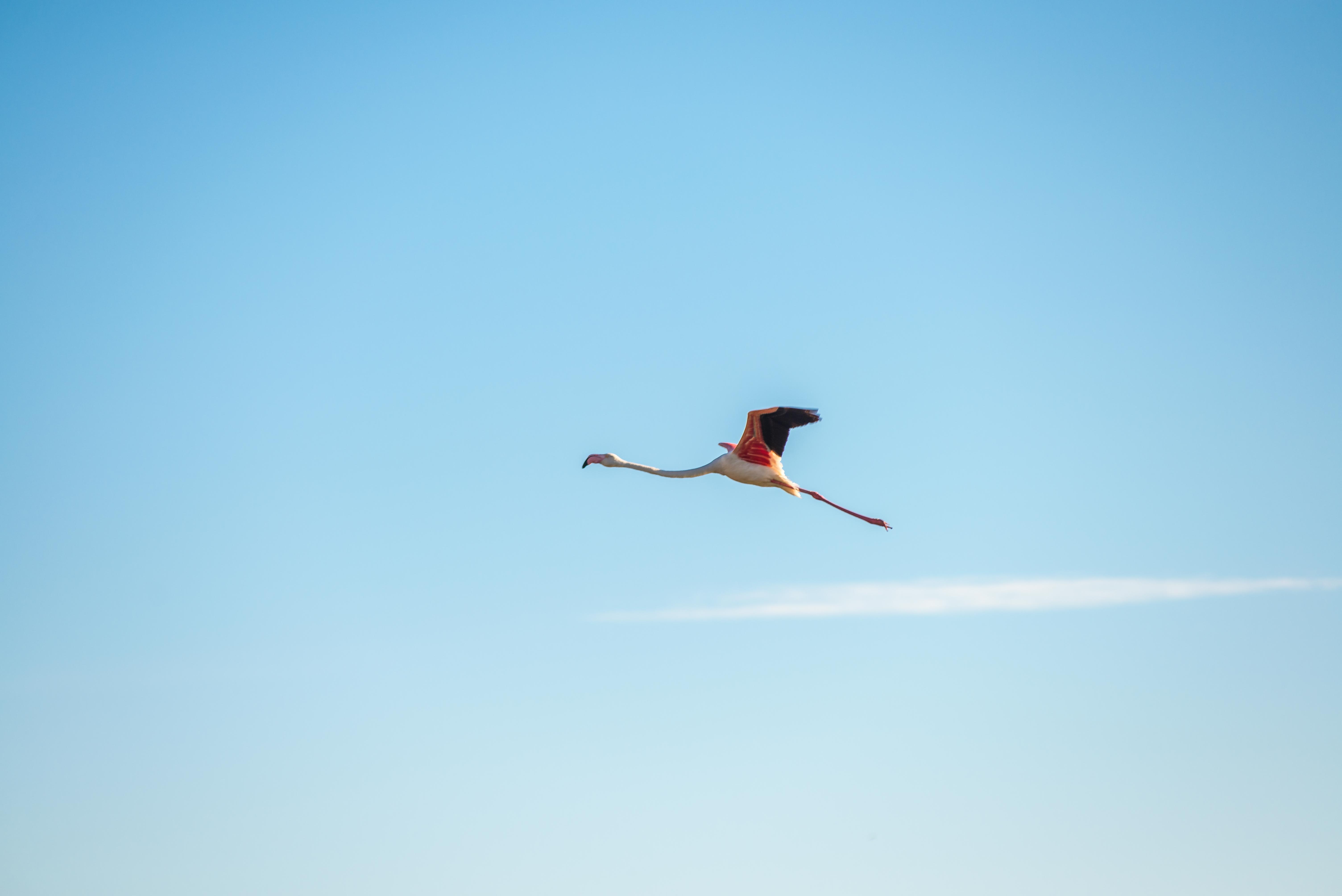 Aigues-Mortres Parc Ornithologique Camargue Provence blog voyage icietlabas