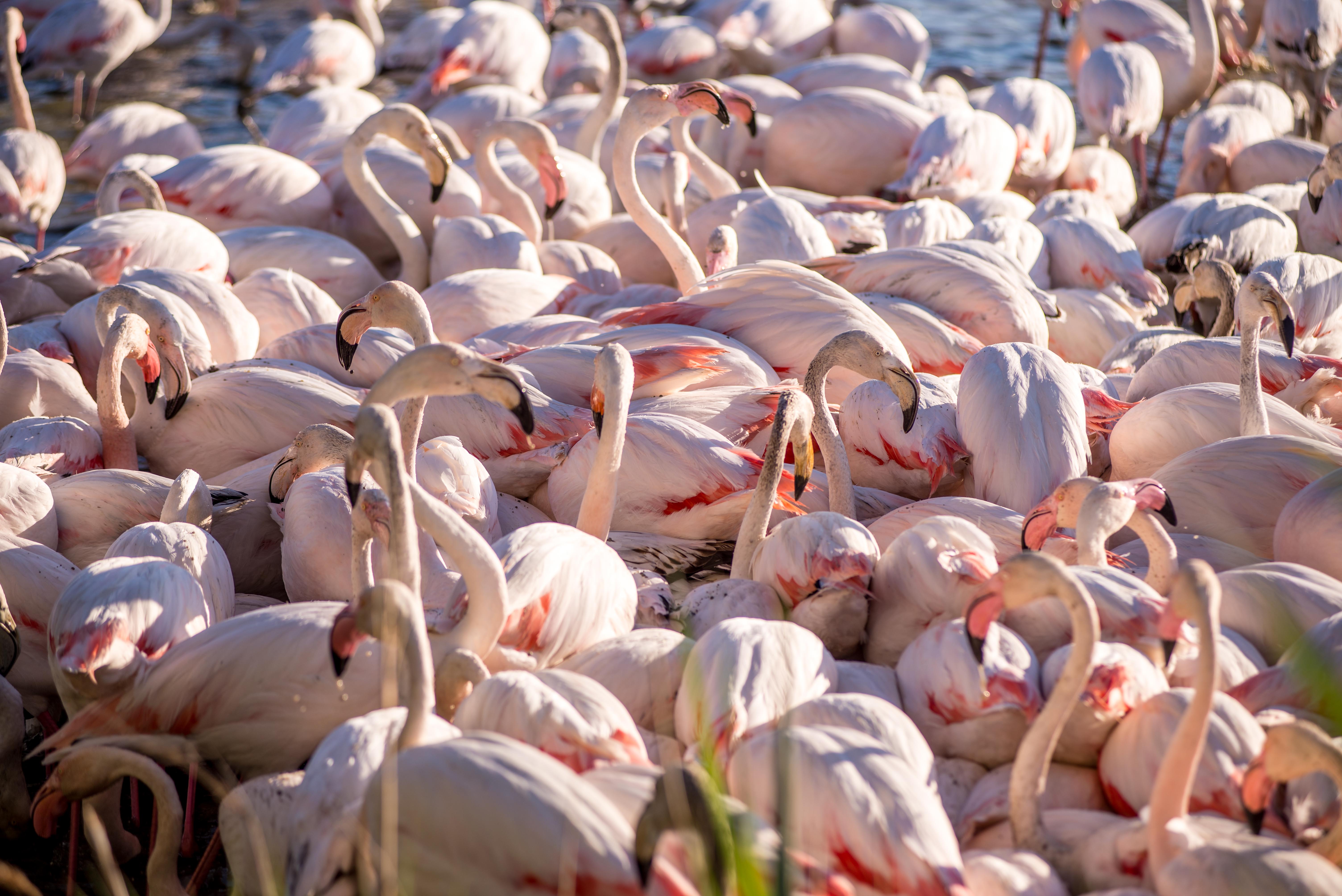 Aigues-Mortres Parc Ornithologique Camargue Provence blog voyage icietlabas