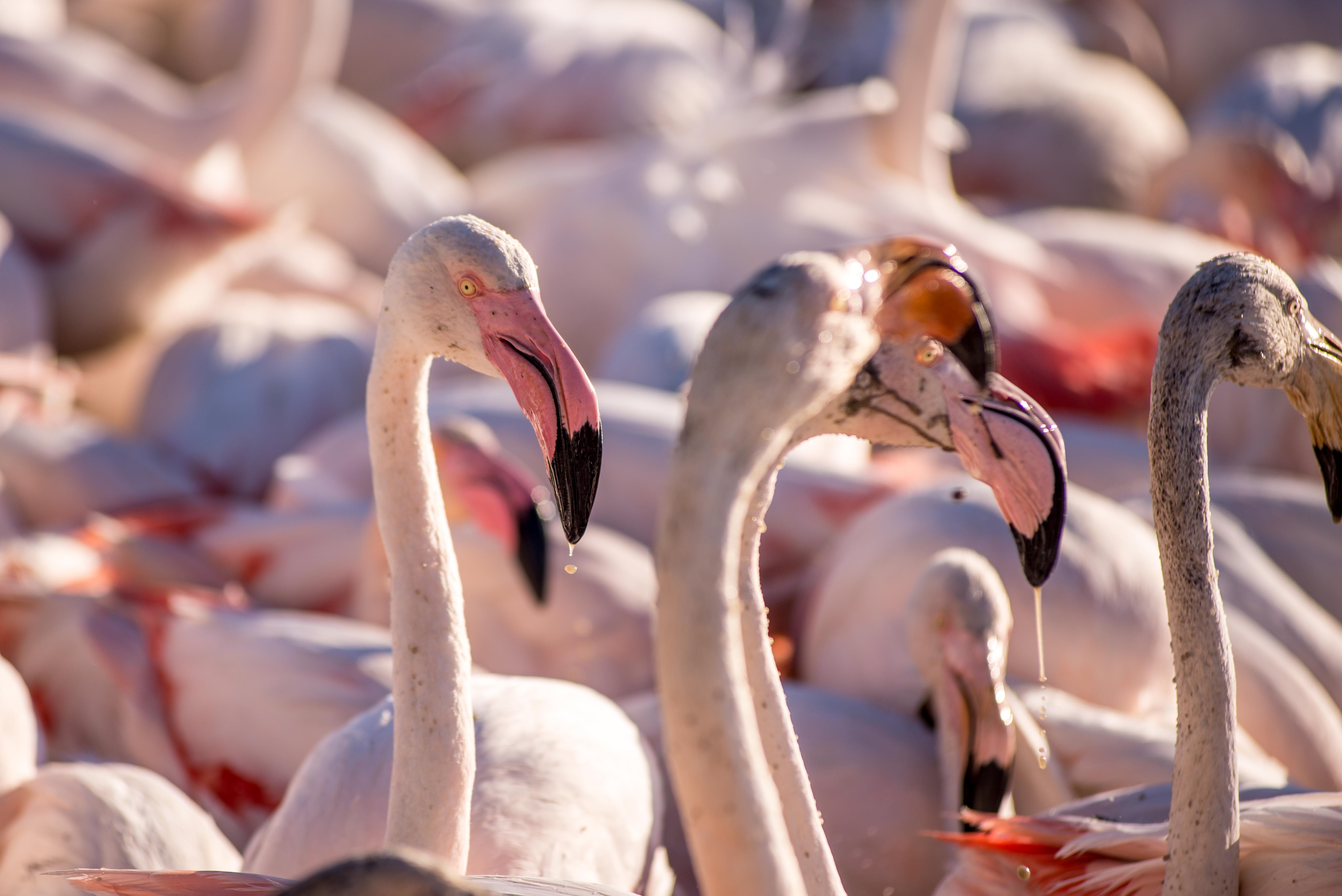 Aigues-Mortres Parc Ornithologique Camargue Provence blog voyage icietlabas