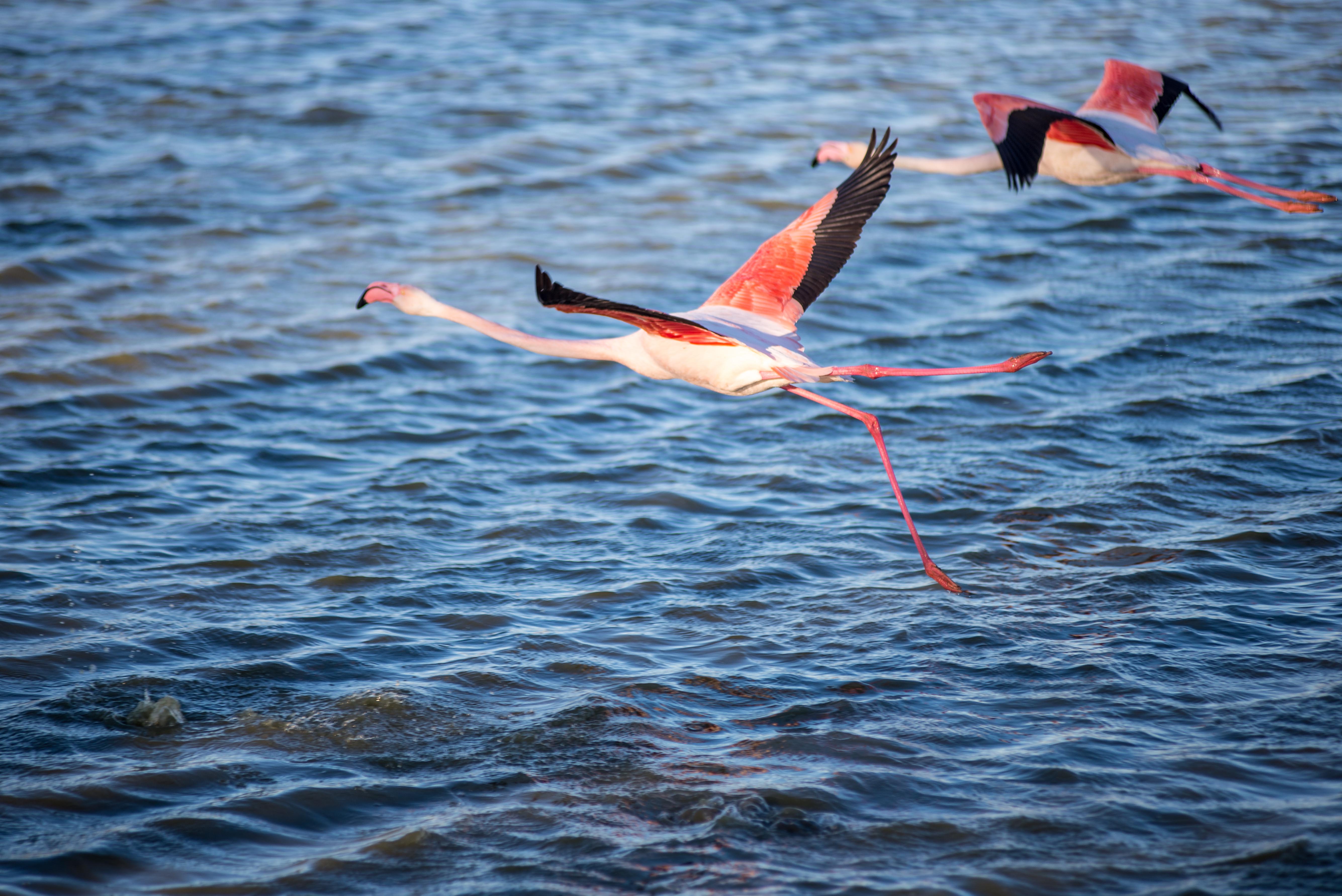 Aigues-Mortres Parc Ornithologique Camargue Provence blog voyage icietlabas