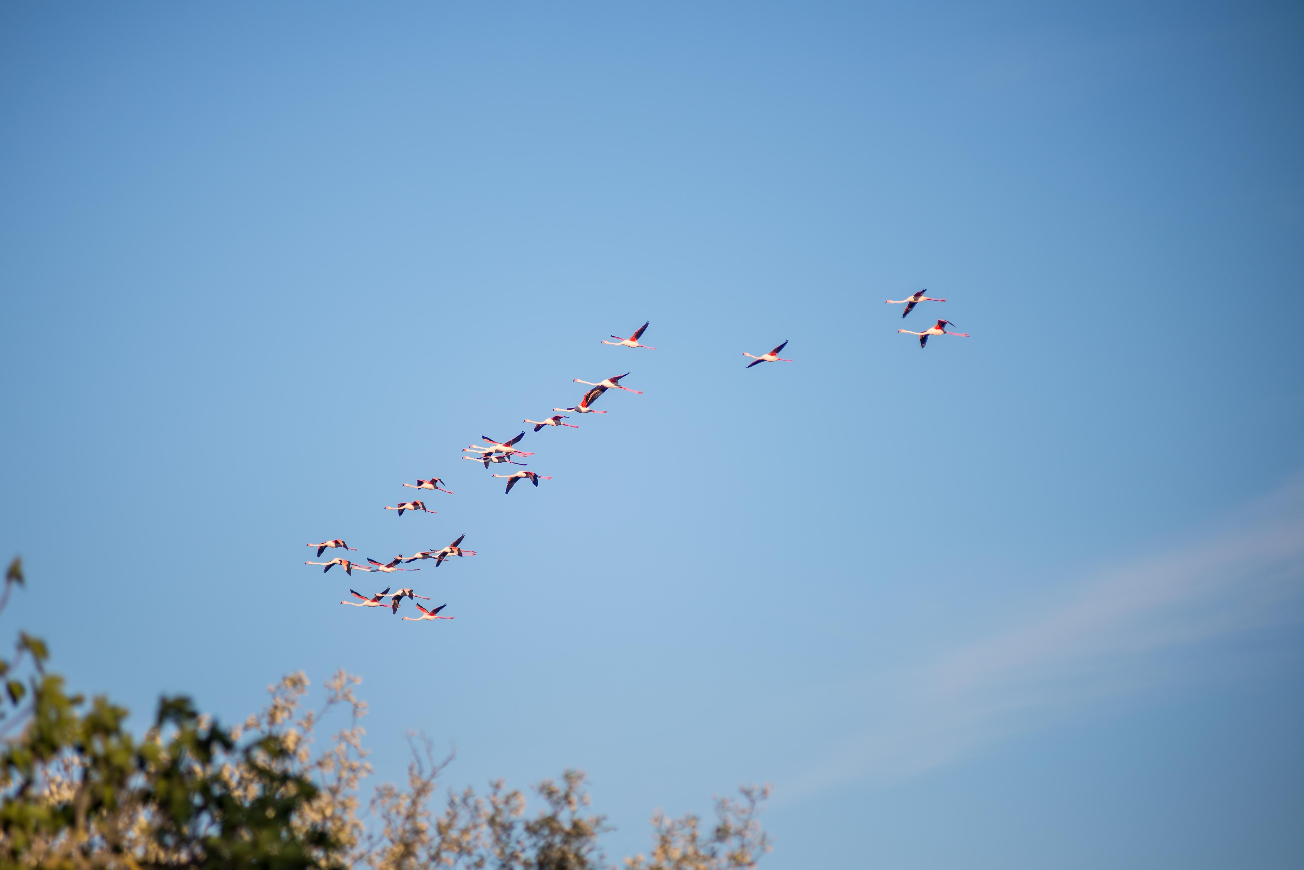 Aigues-Mortes blog de voyages Parc Ornithologique Camargue Provence blog voyage icietlabas