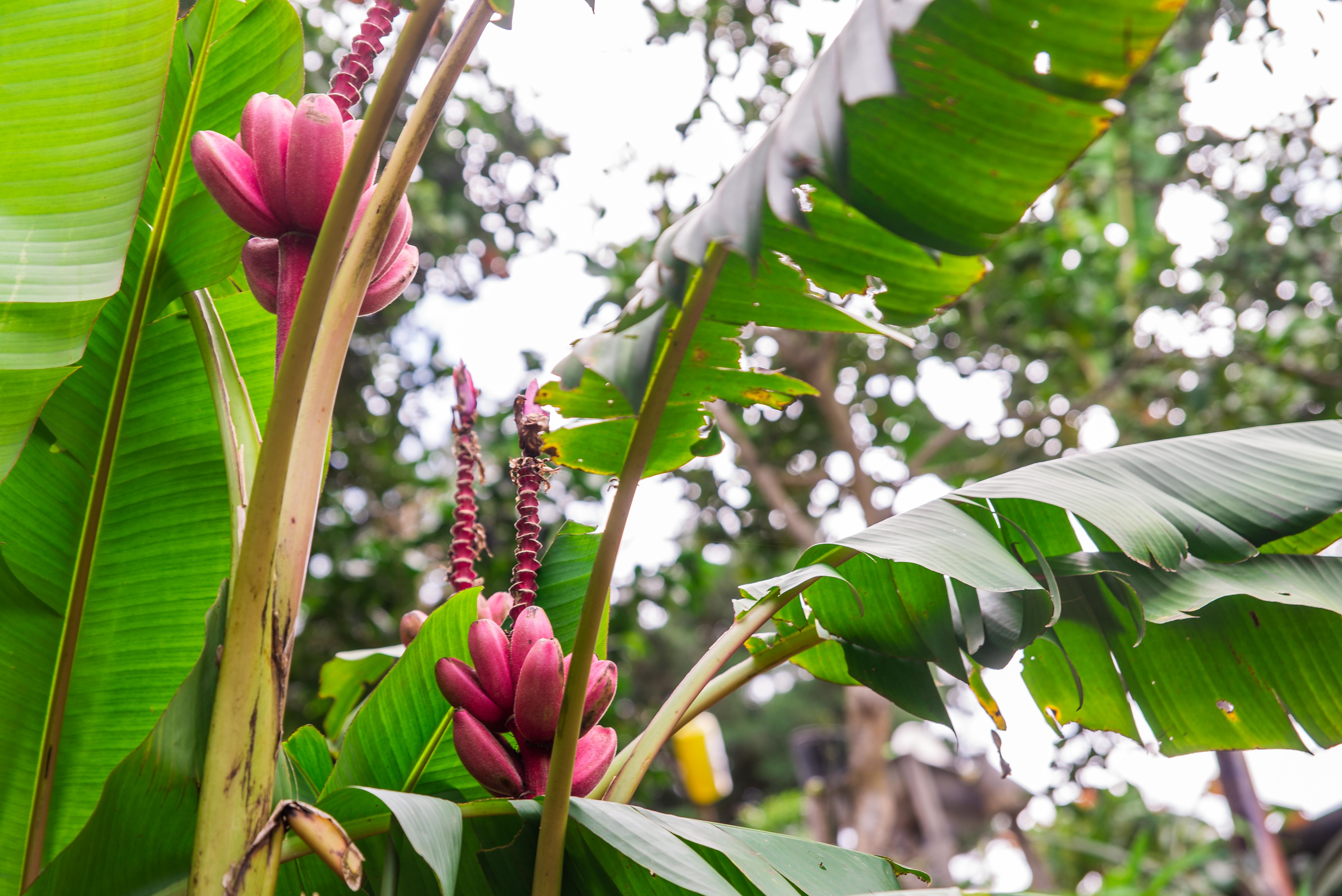 Finca de Café en Colombie Quindío Blog Voyage