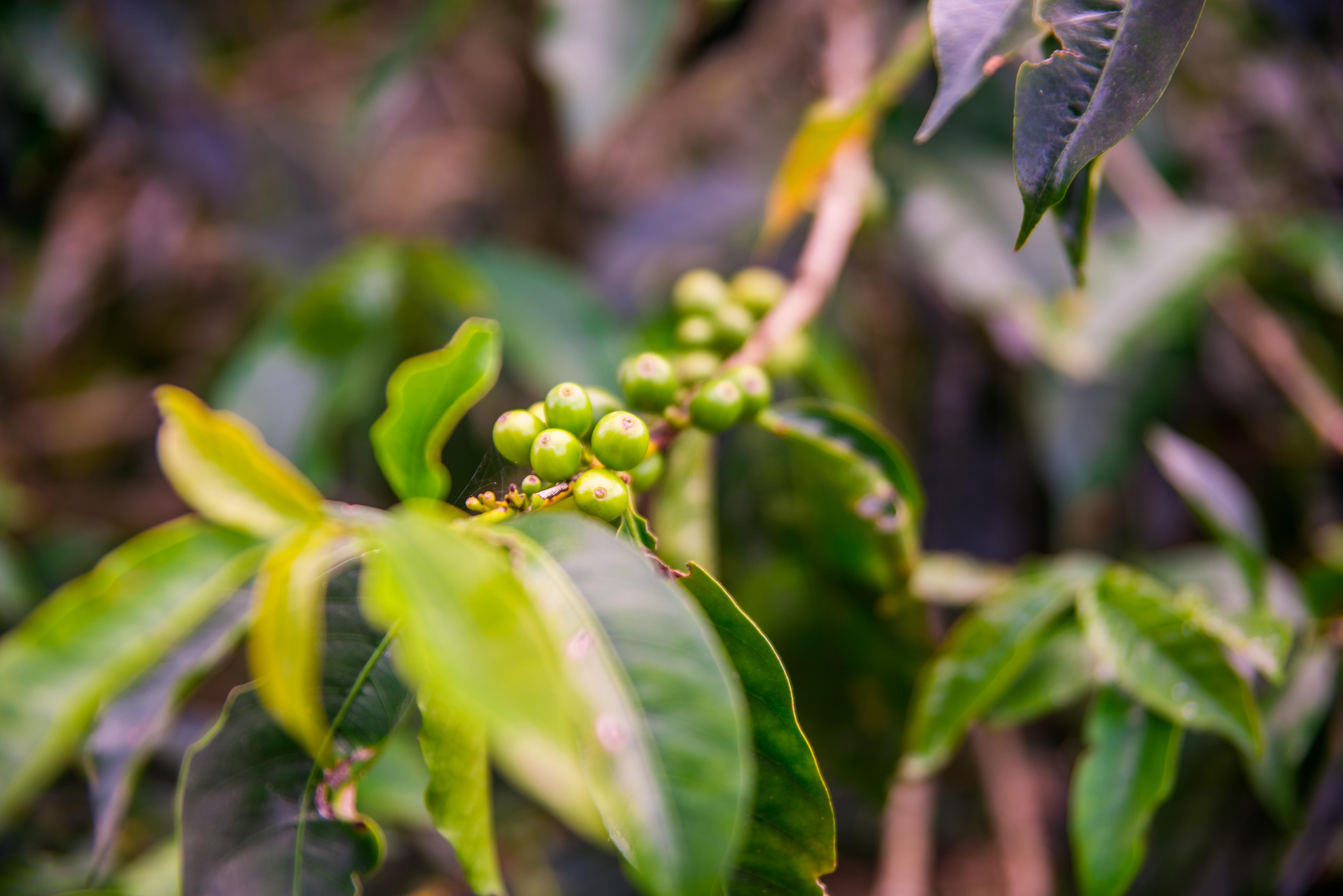 Finca de Café en Colombie Quindío Blog Voyage