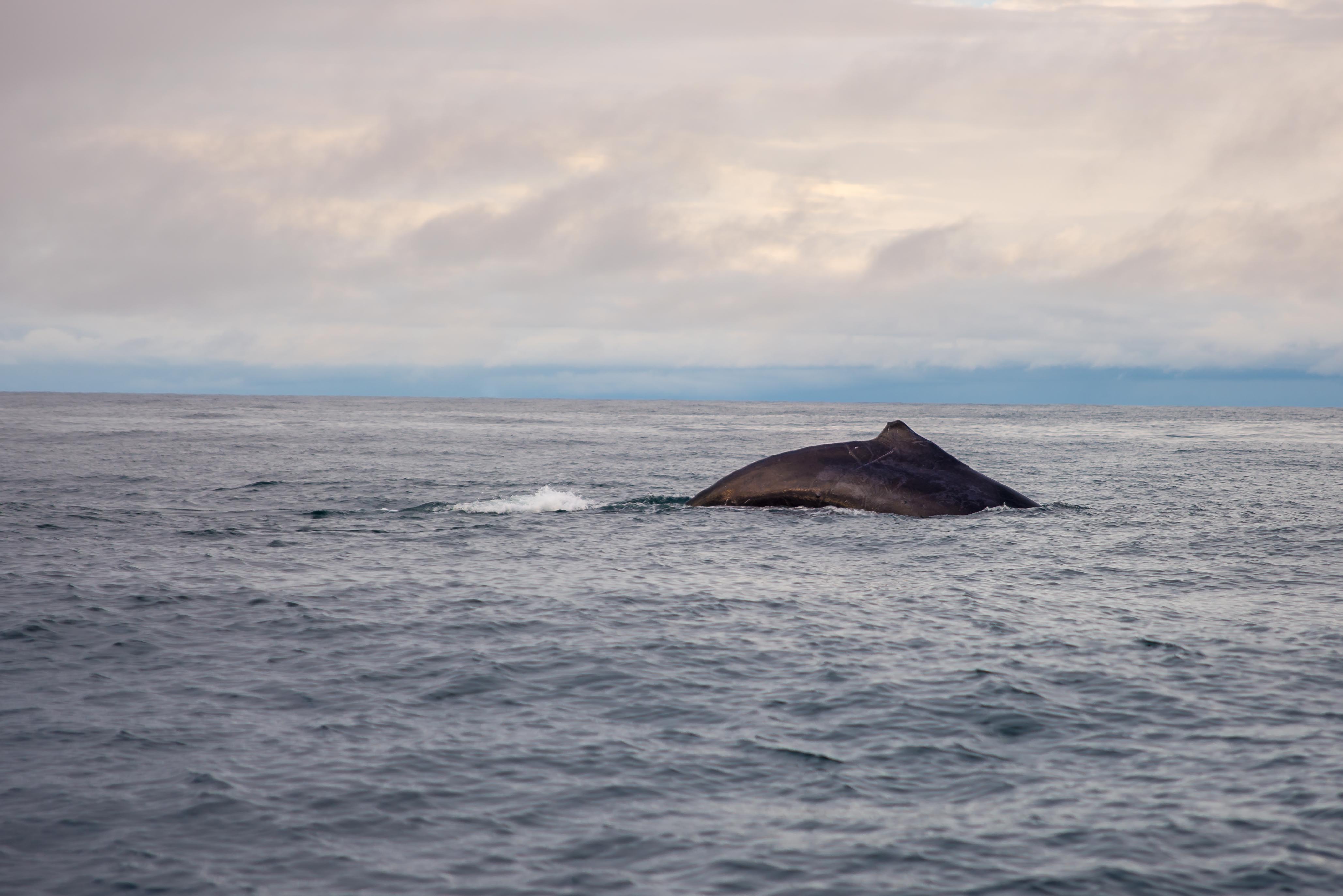 Baleines Utria Blaya Bianca El Valle Bahia Solano Blog Voyage