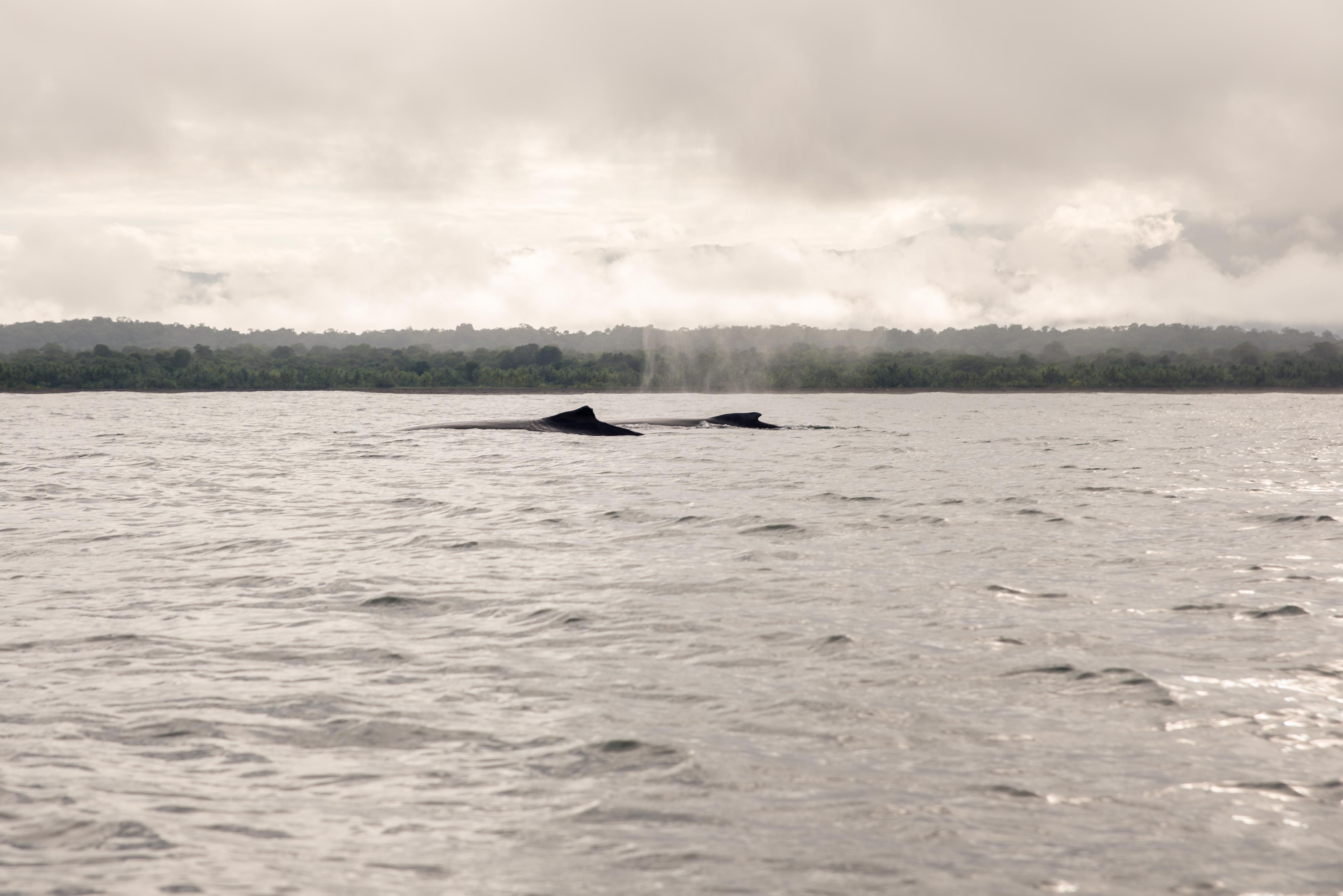 Baleines Utria Blaya Bianca El Valle Bahia Solano Blog Voyage