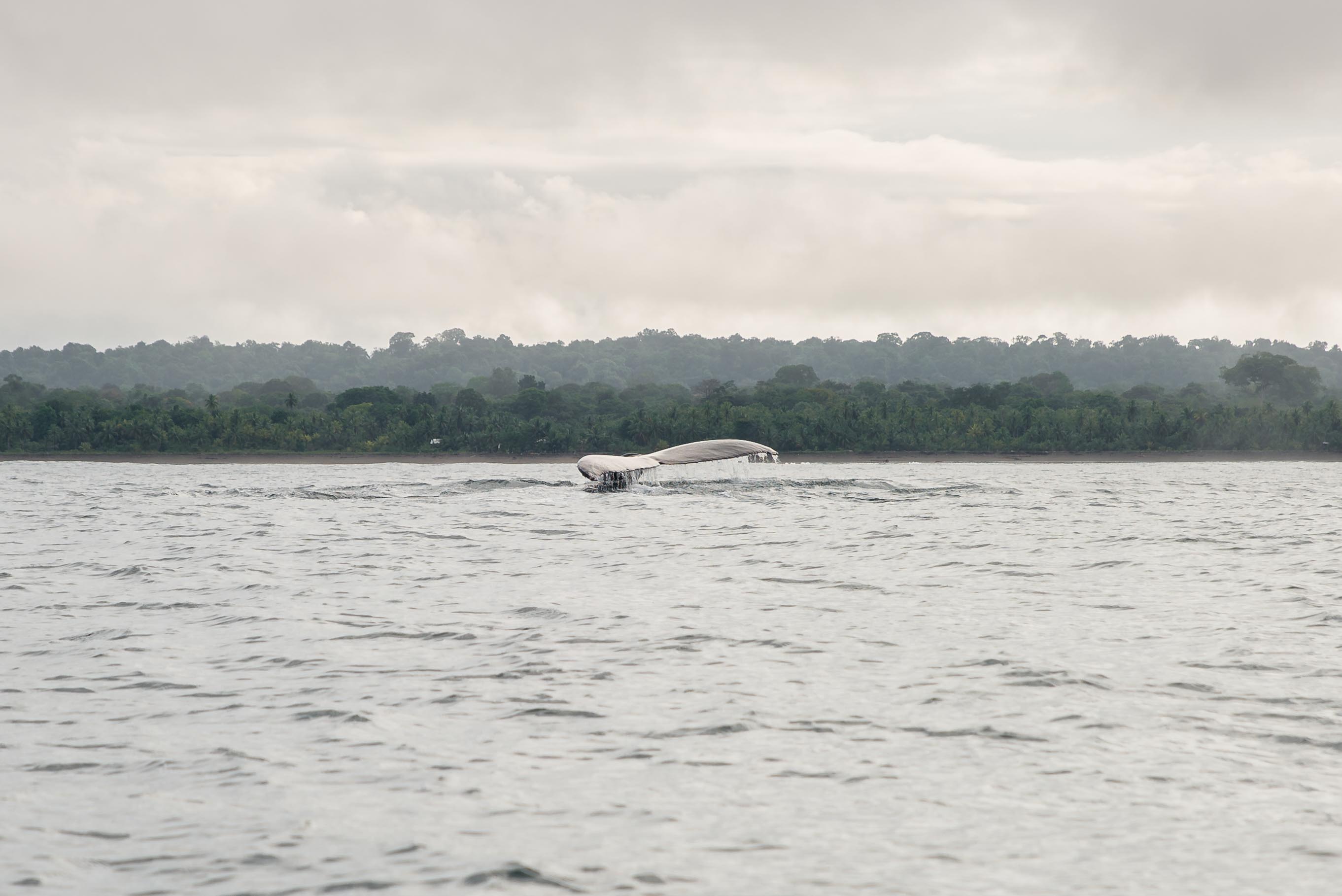 Baleines Utria Blaya Bianca El Valle Bahia Solano Blog Voyage