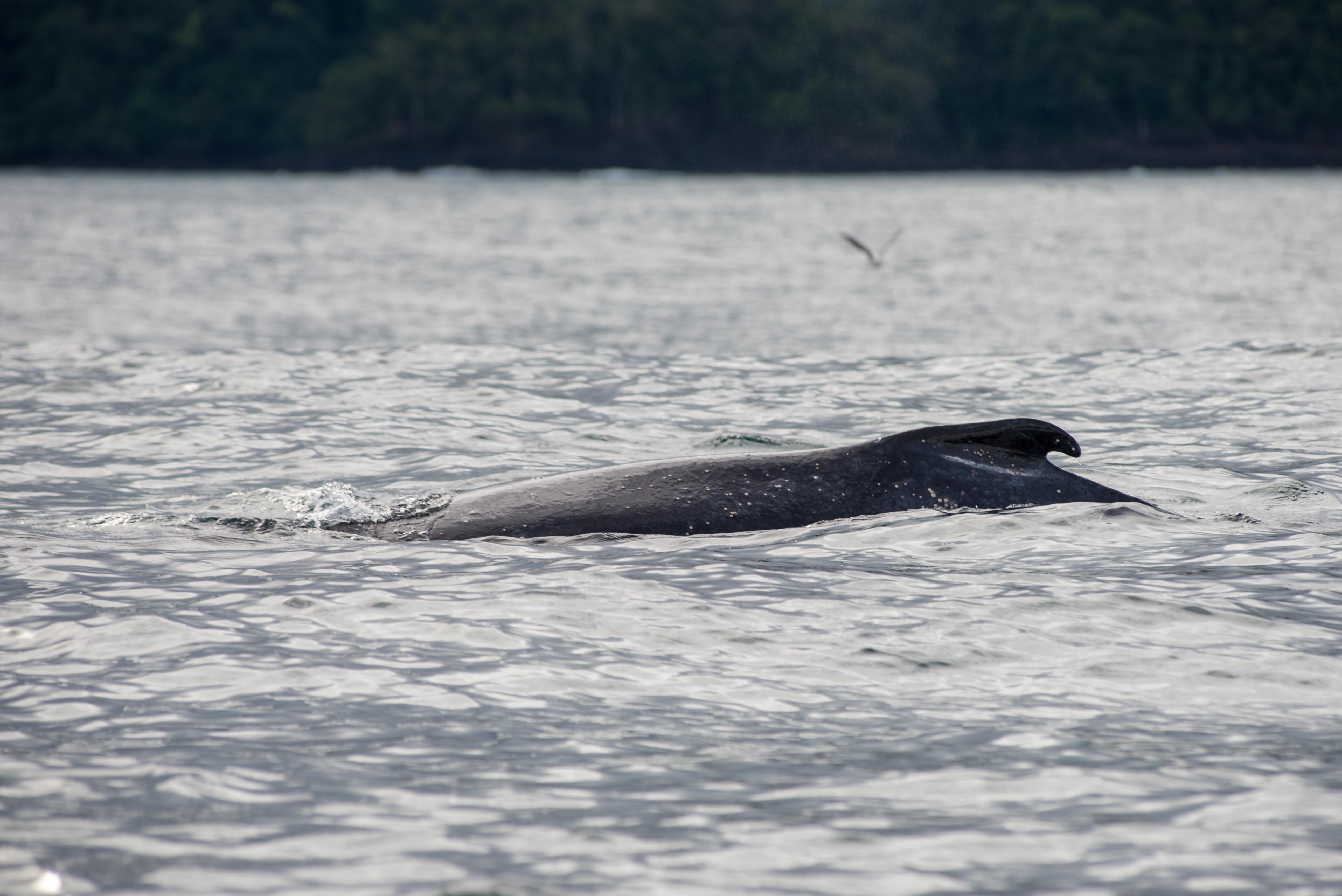 Baleines Utria Blaya Bianca El Valle Bahia Solano Blog Voyage