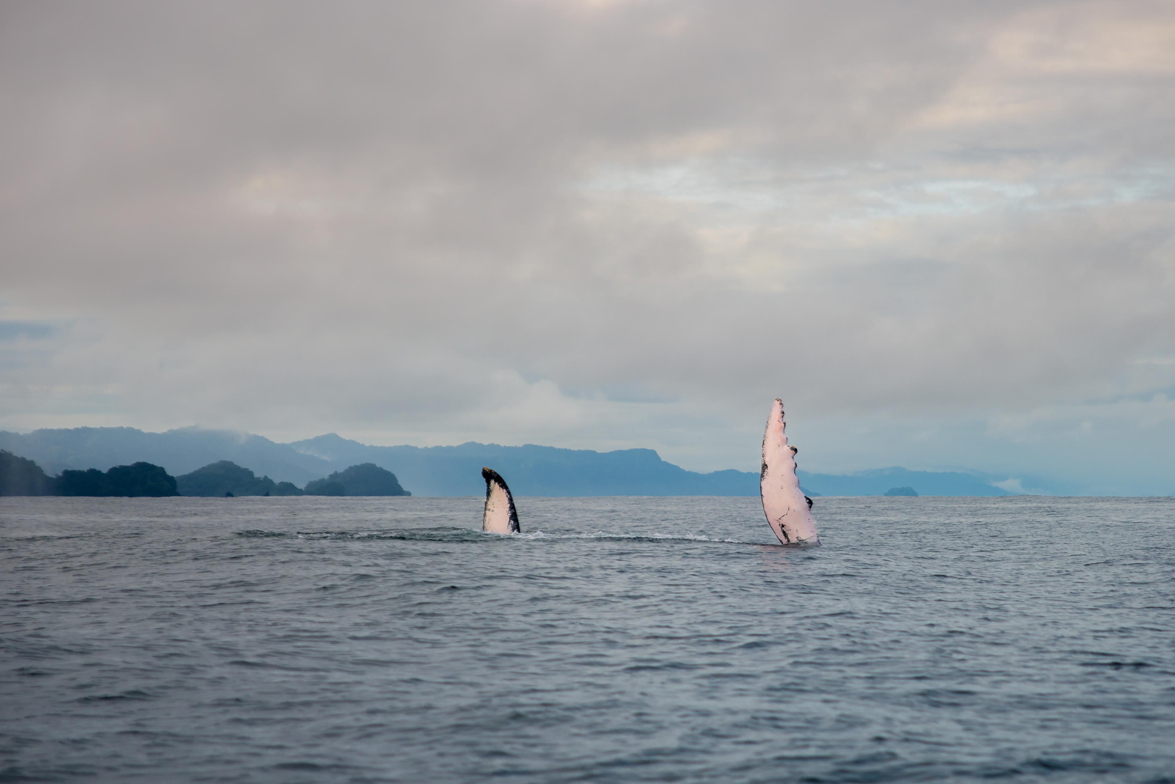 Baleines Utria Blaya Bianca El Valle Bahia Solano Blog Voyage