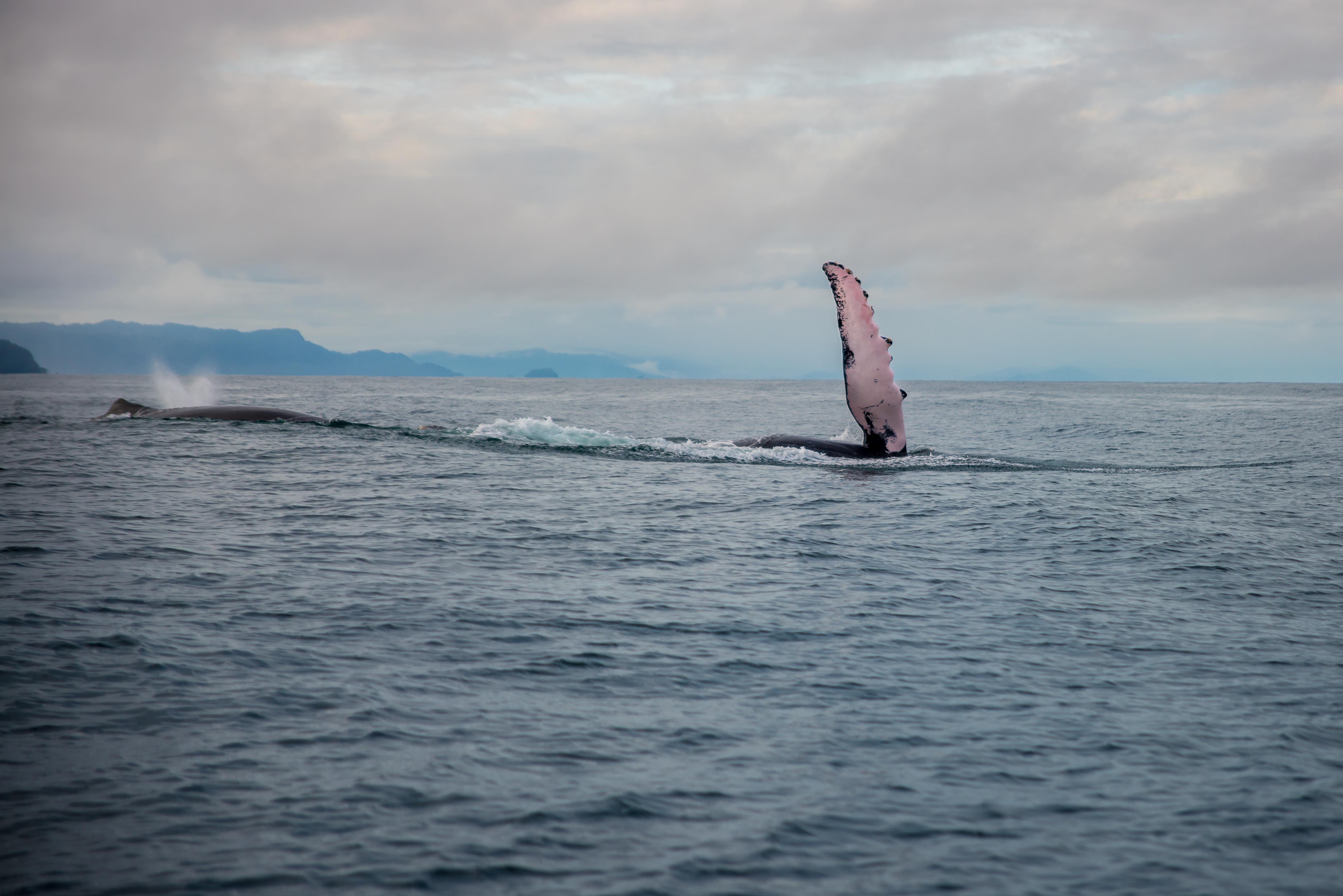 Baleines Utria Blaya Bianca El Valle Bahia Solano Blog Voyage