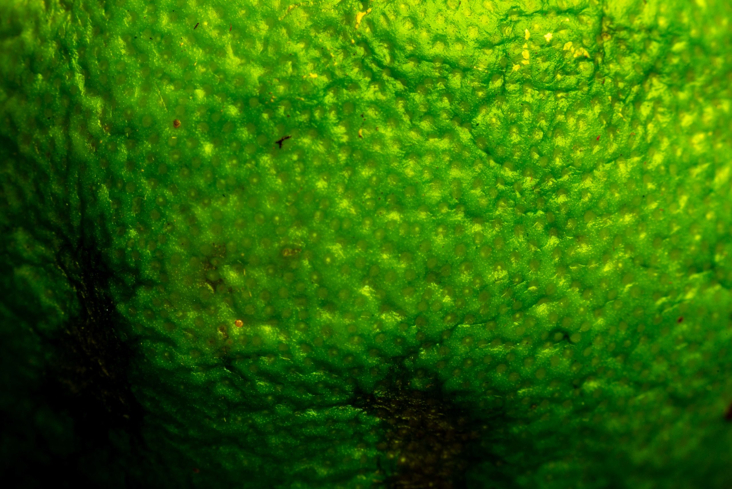 Cocktail Mojito le roi des cocktails cubains
