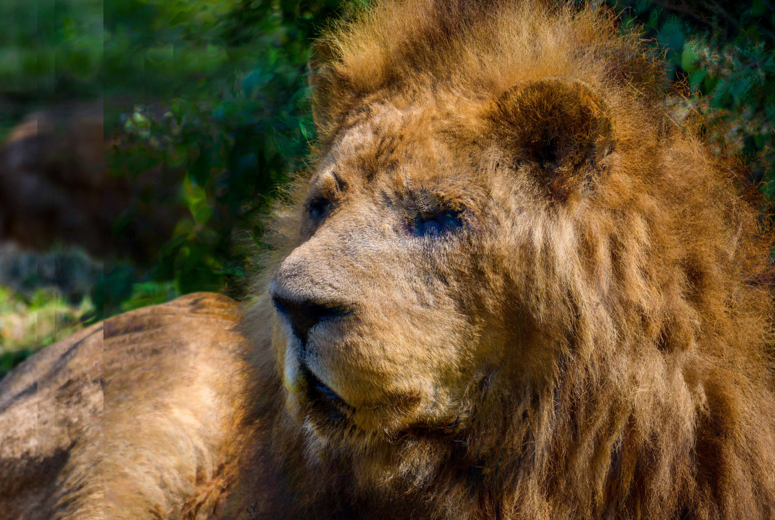 Digital Waste Impressionisme Lion parc des félins Impressionisme Blog Voyage