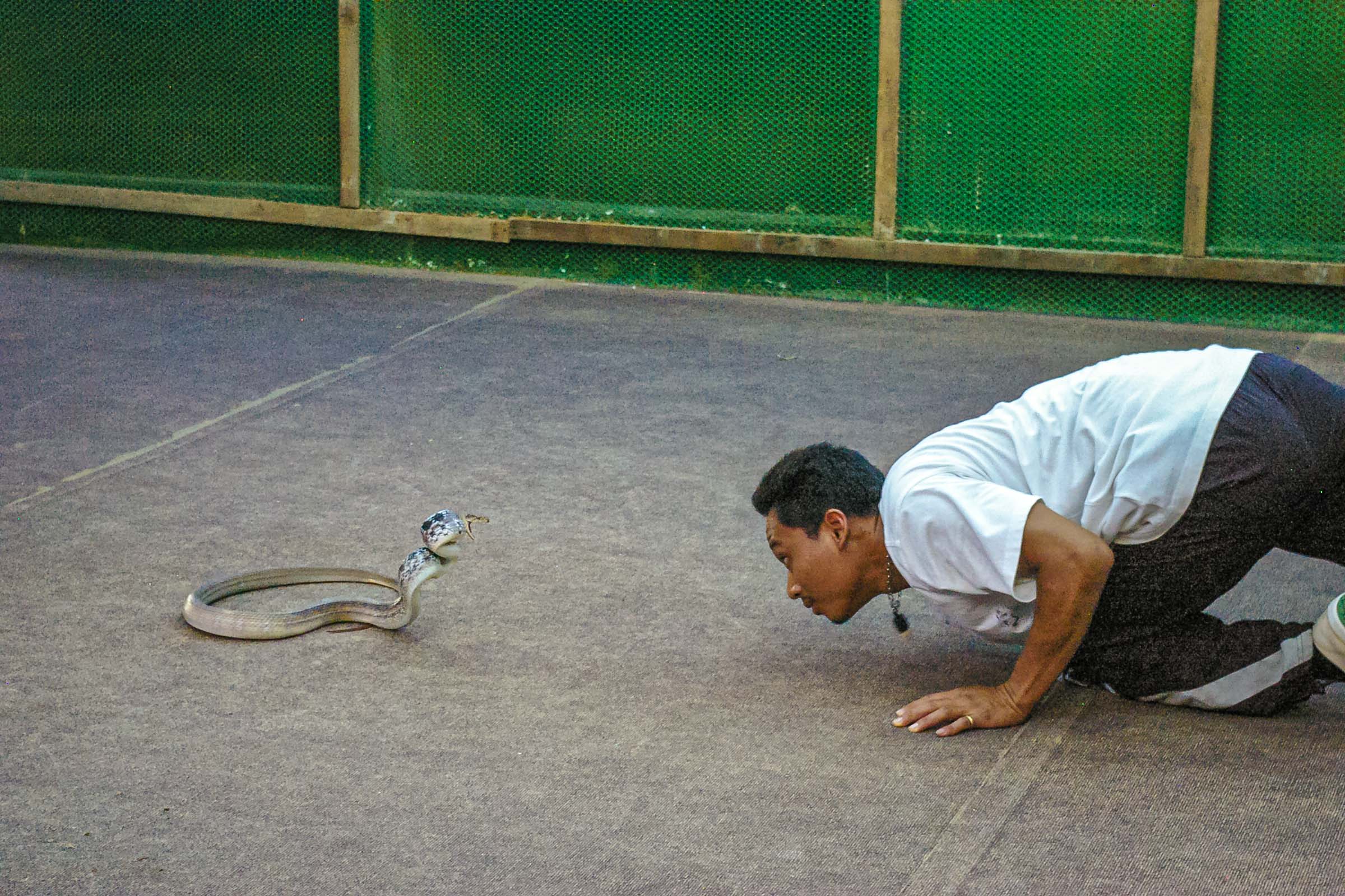 Ferme à Reptiles Koh Samui Thaïlande Blog Voyage
