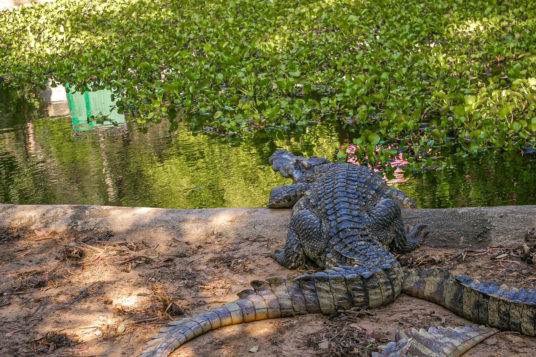 Ferme à Reptiles Koh Samui Thaïlande Blog Voyage
