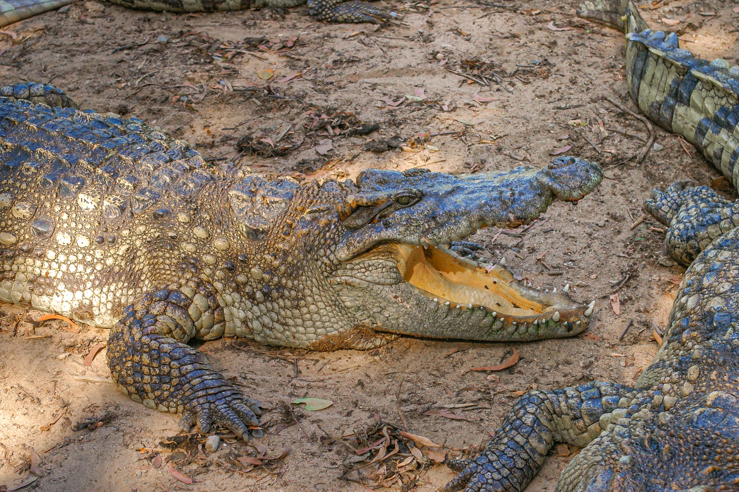 Ferme à Reptiles Koh Samui Thaïlande Blog Voyage