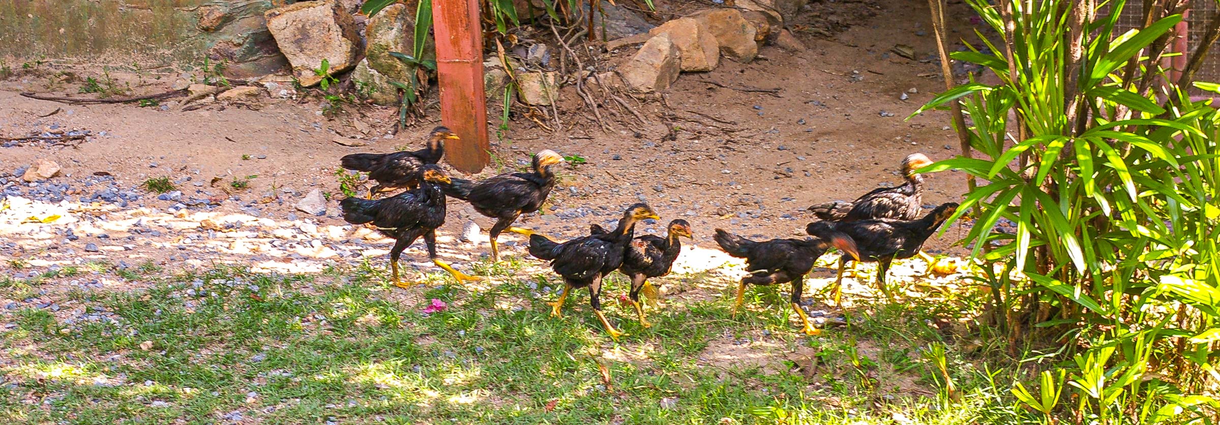 Ferme à Reptiles Koh Samui Thaïlande Blog Voyage