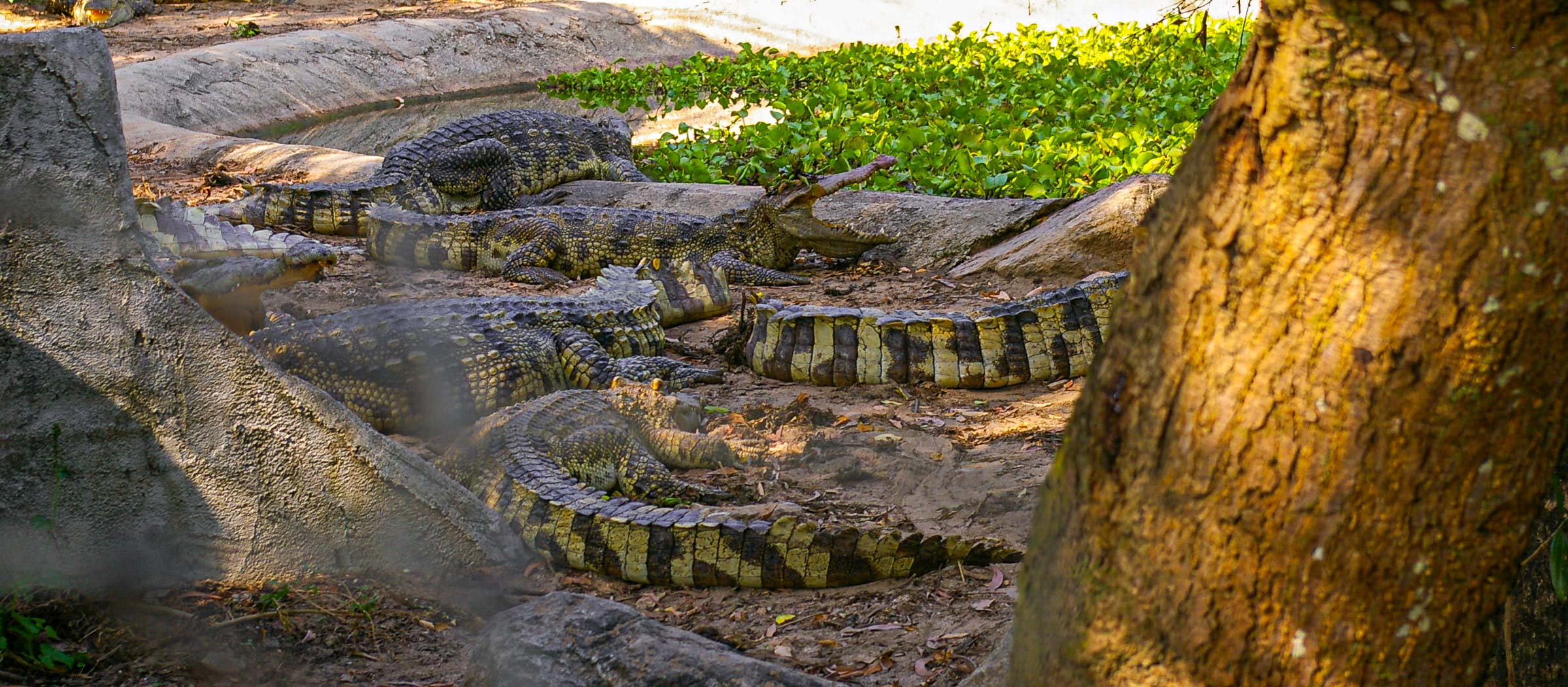 Ferme à Reptiles Koh Samui Thaïlande Blog Voyage