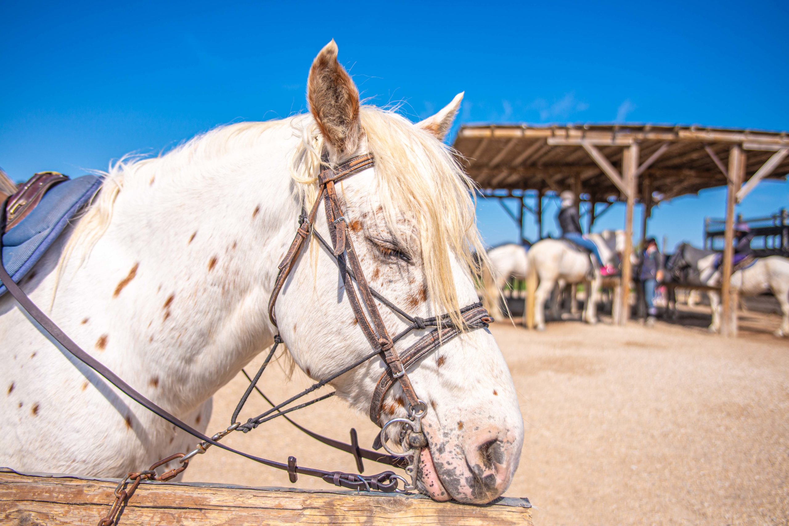 Balade à Cheval Camargue Blog Voyage