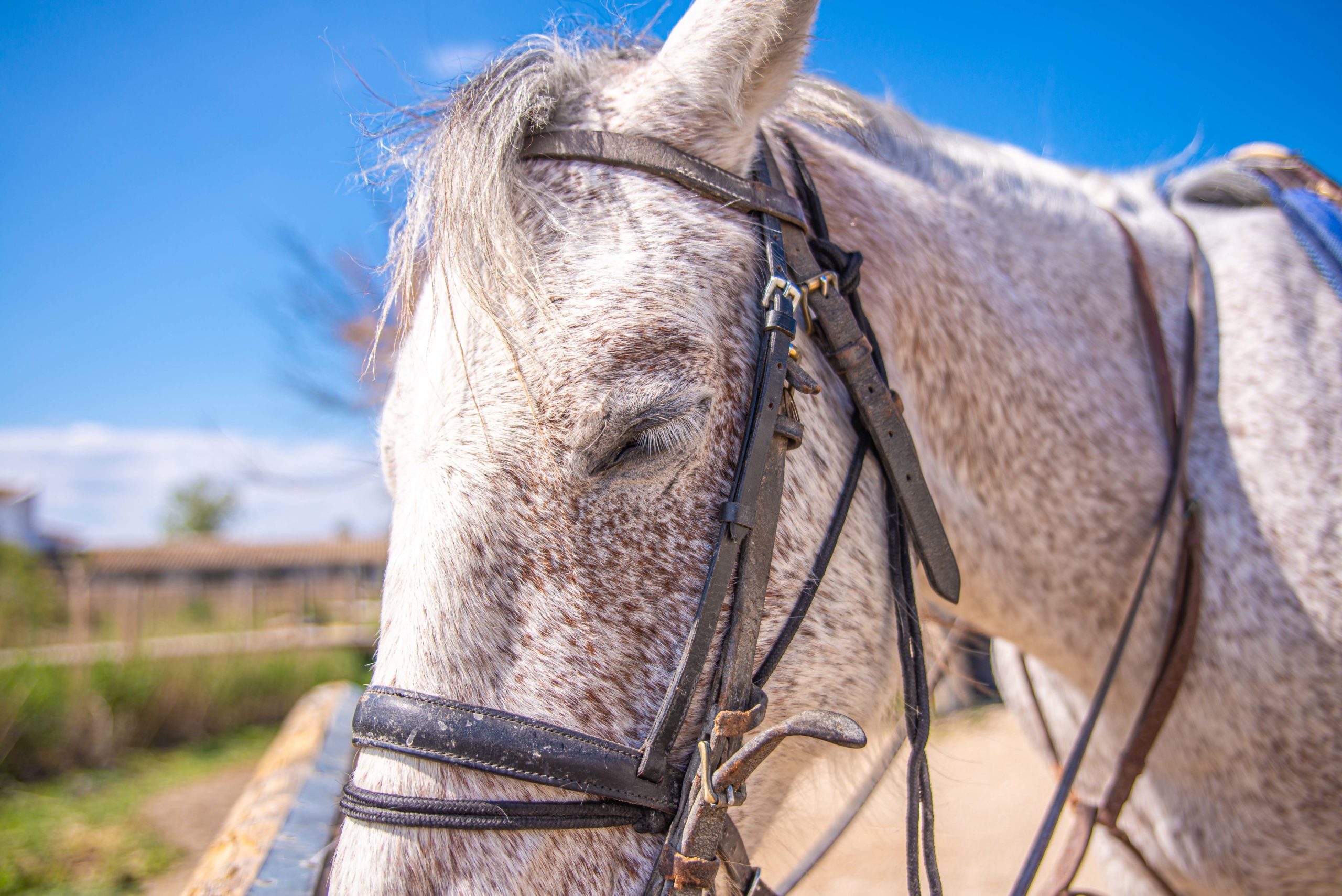 Camargue Blog Voyage