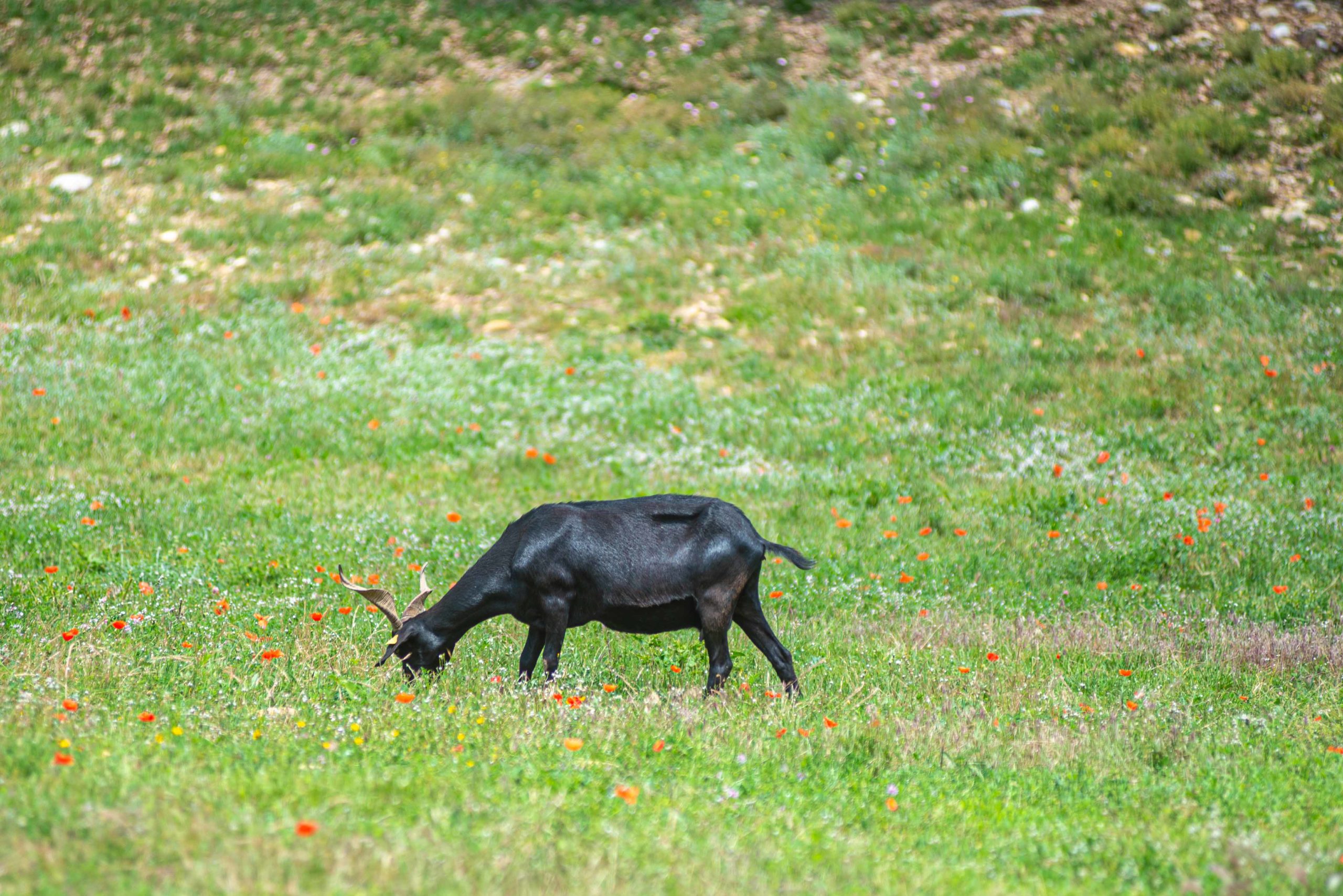 Alpes-de-Haute-Provence sur la route et premières découvertes blog voyage