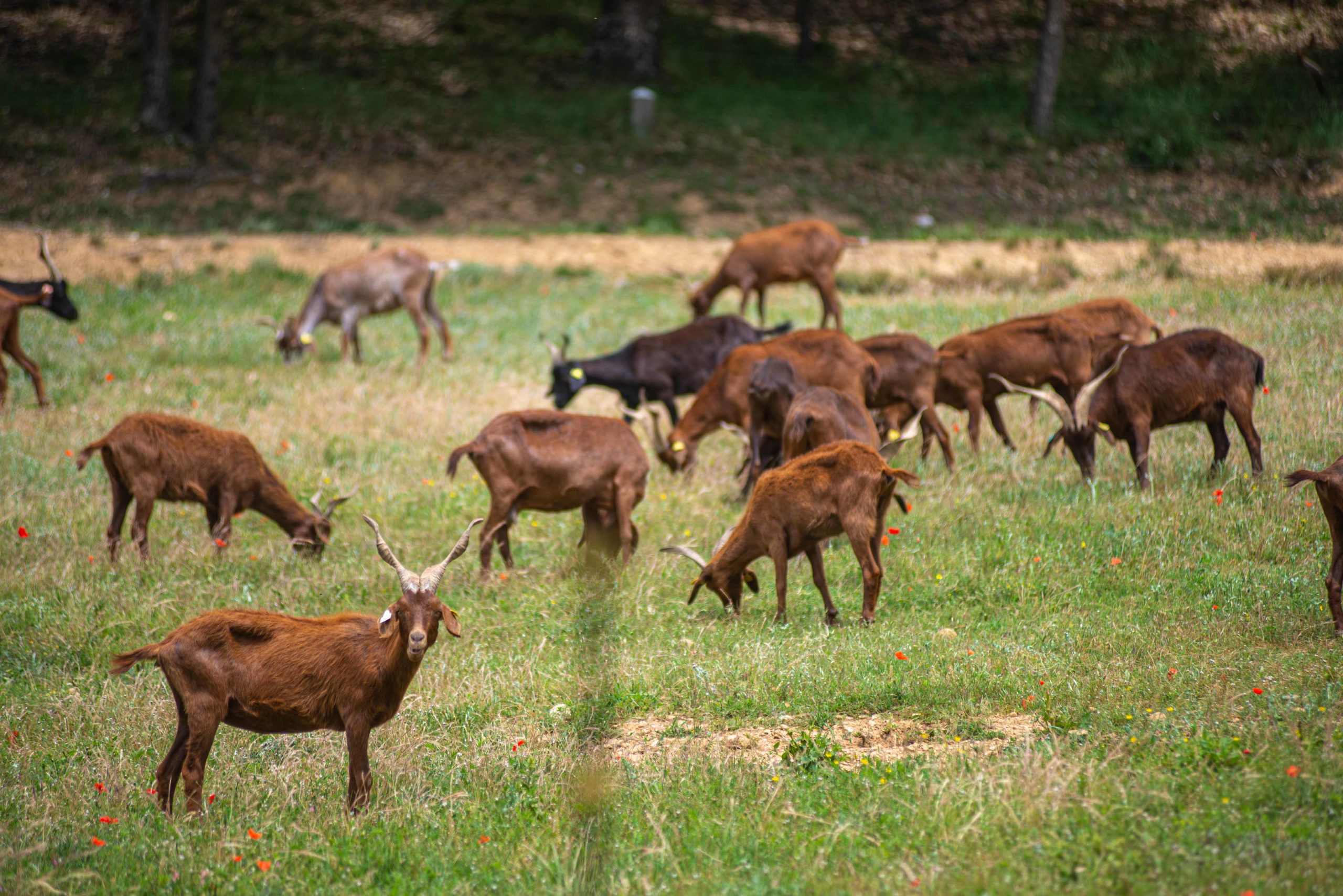 Alpes-de-Haute-Provence sur la route et premières découvertes blog voyage