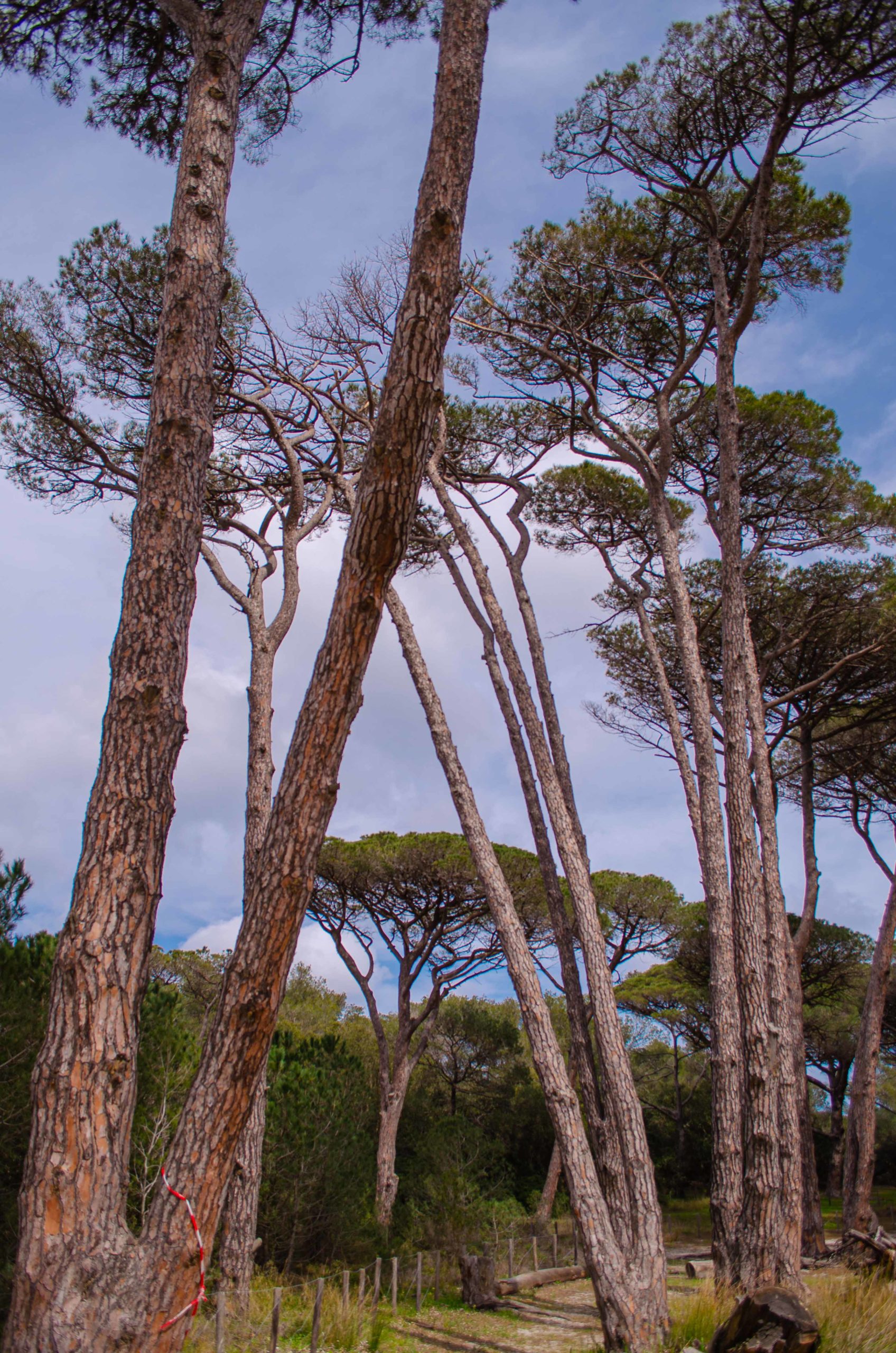 Porquerolles département du Var 83 que faire en provence alpes côte d'azur blog voyage