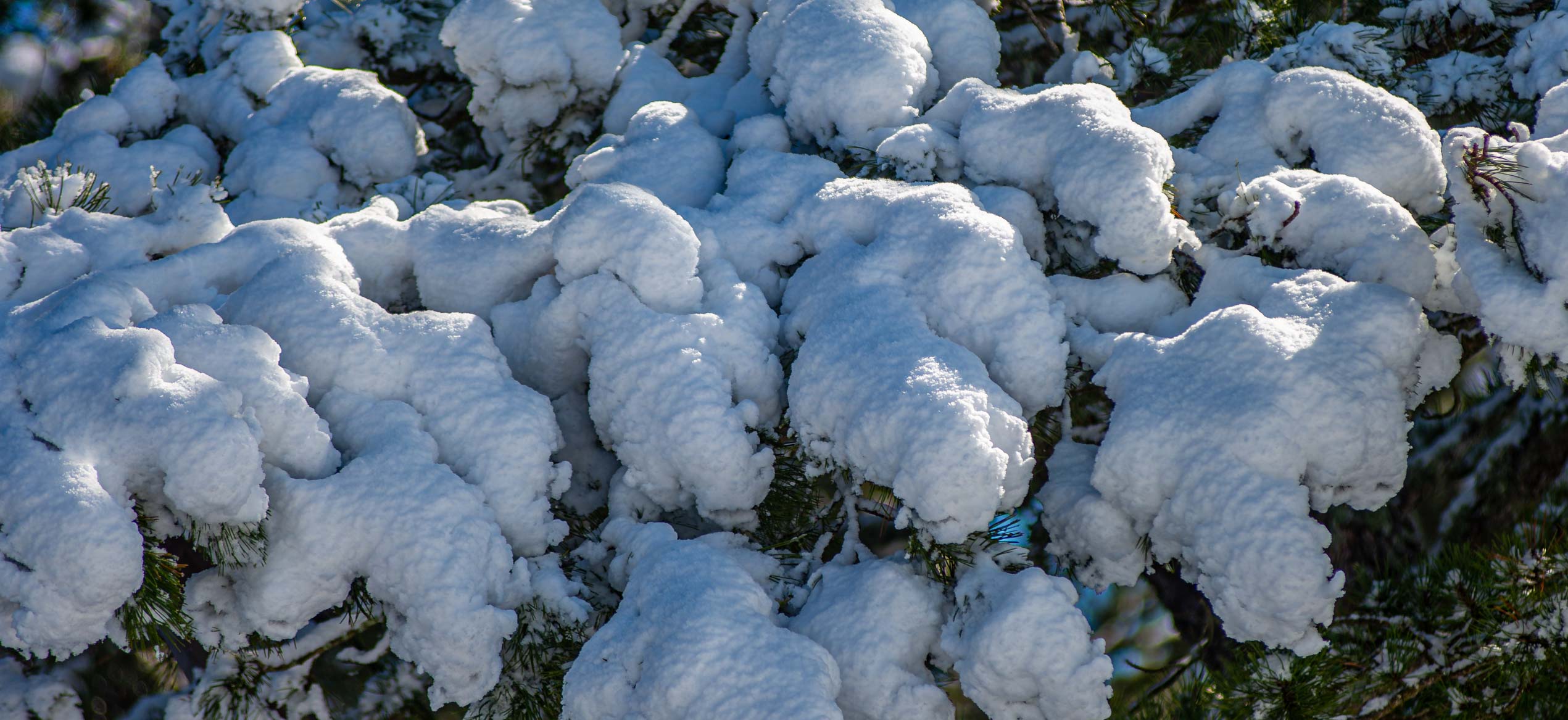 Caussols sous la neige, premières neiges dans les alpes maritimes décembre 2020 blog voyage