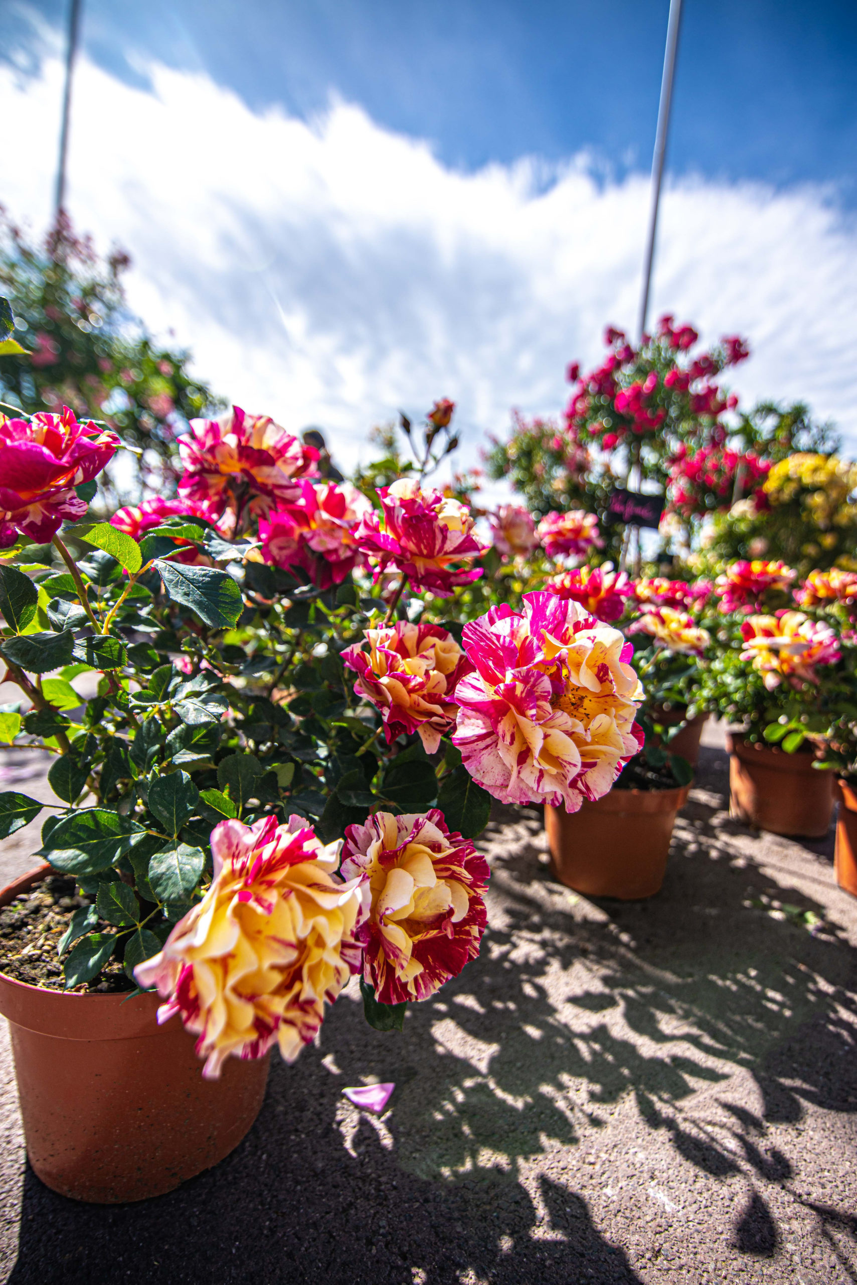 Que faire en provence alpes cote d'azur Grassse aux roses blog voyage