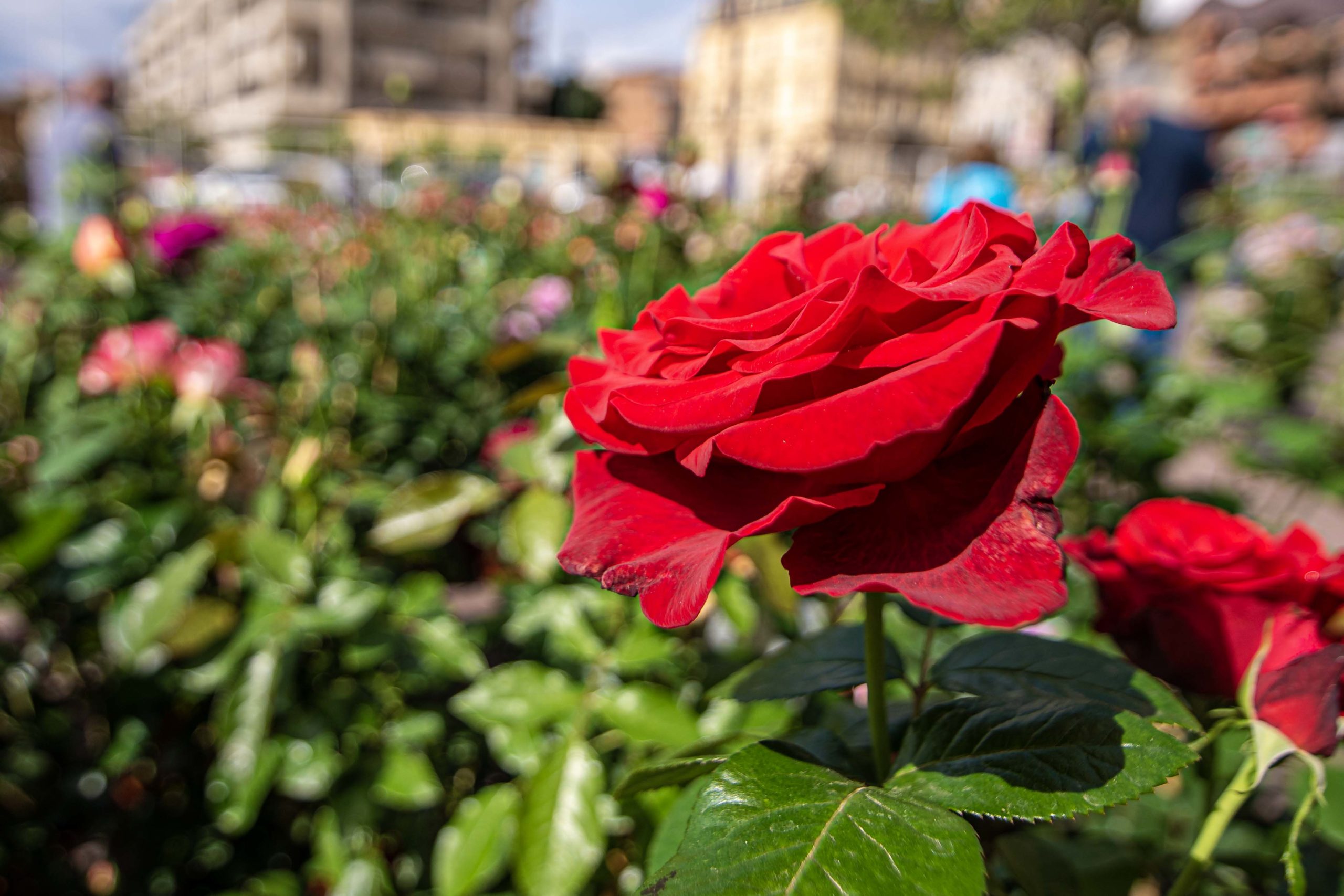 Exporose Que faire en provence alpes cote d'azur Grassse aux roses blog voyage
