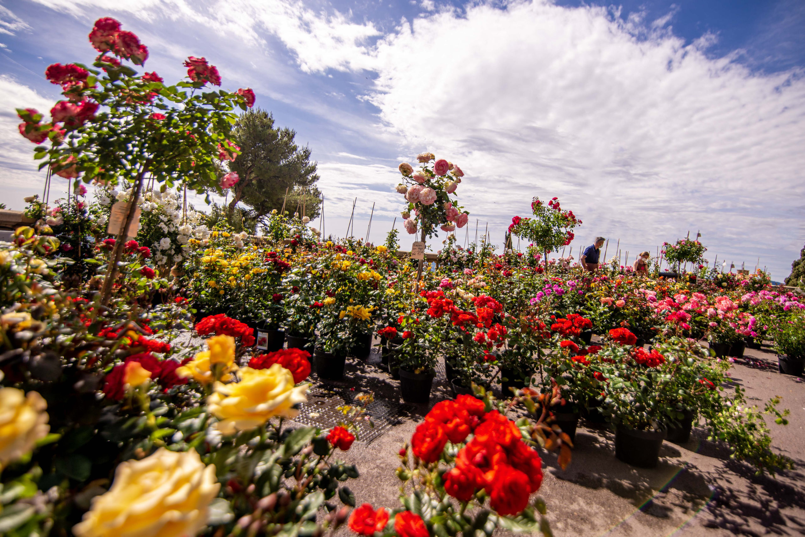 Exporose Que faire en provence alpes cote d'azur Grassse aux roses blog voyage