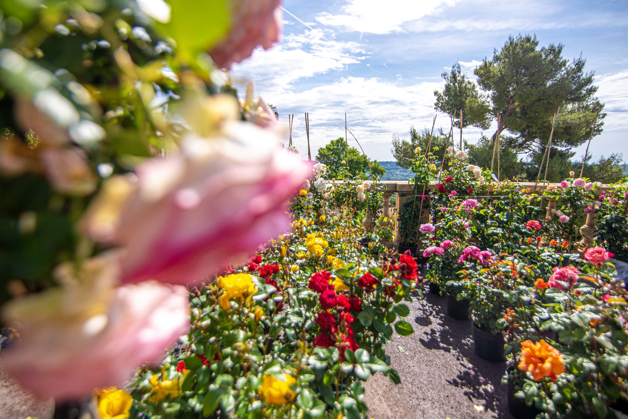 Exporose Que faire en provence alpes cote d'azur Grassse aux roses blog voyage