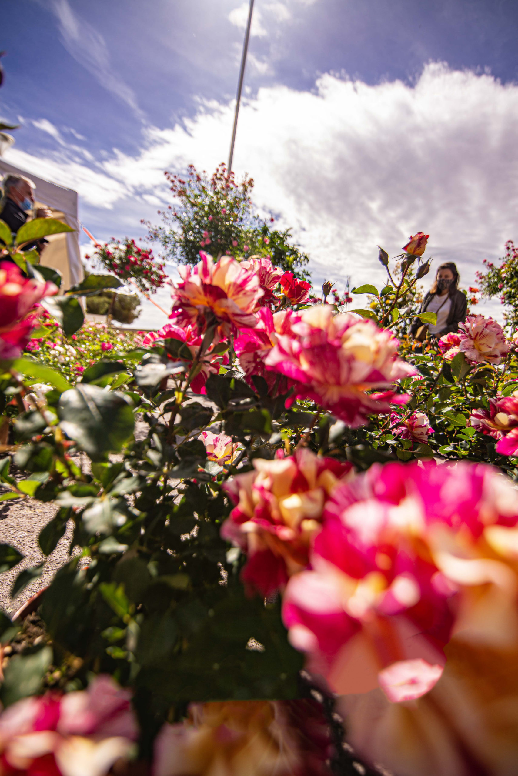 Exporose Que faire en provence alpes cote d'azur Grassse aux roses blog voyage