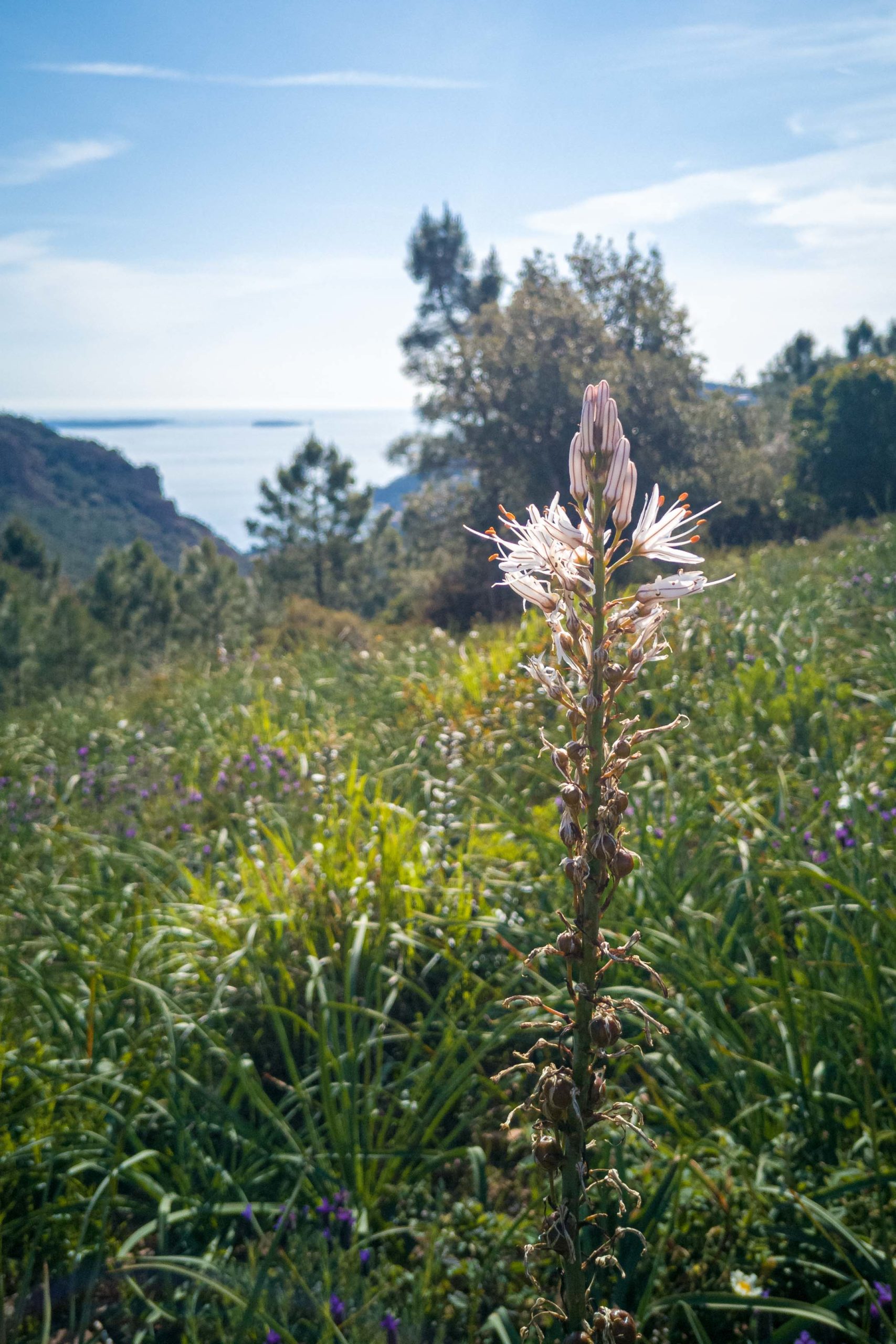Théoule-sur-Mer randonnée que faire en provence alpes cote d'azur blog voyage