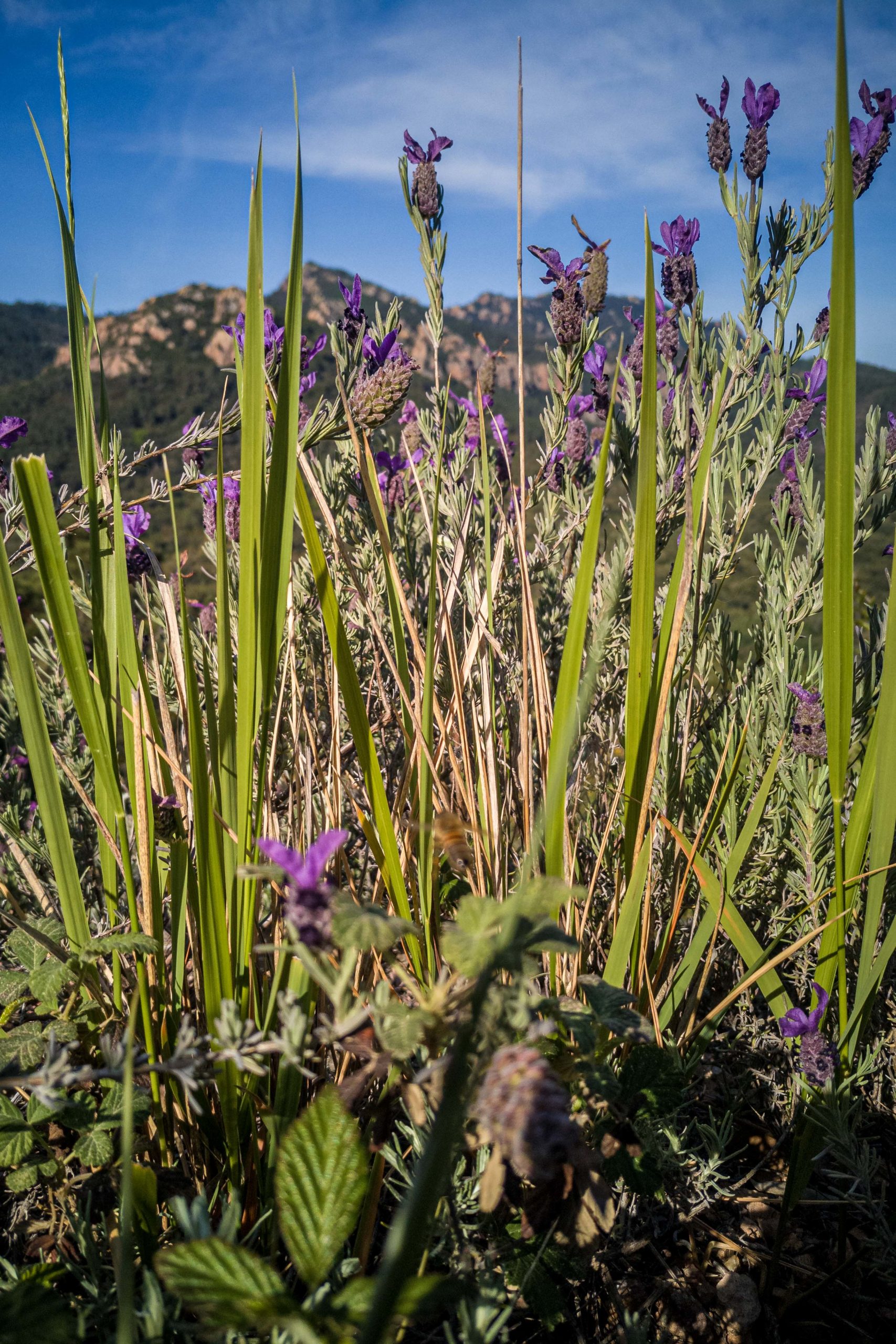 Théoule-sur-Mer randonnée que faire en provence alpes cote d'azur blog voyage